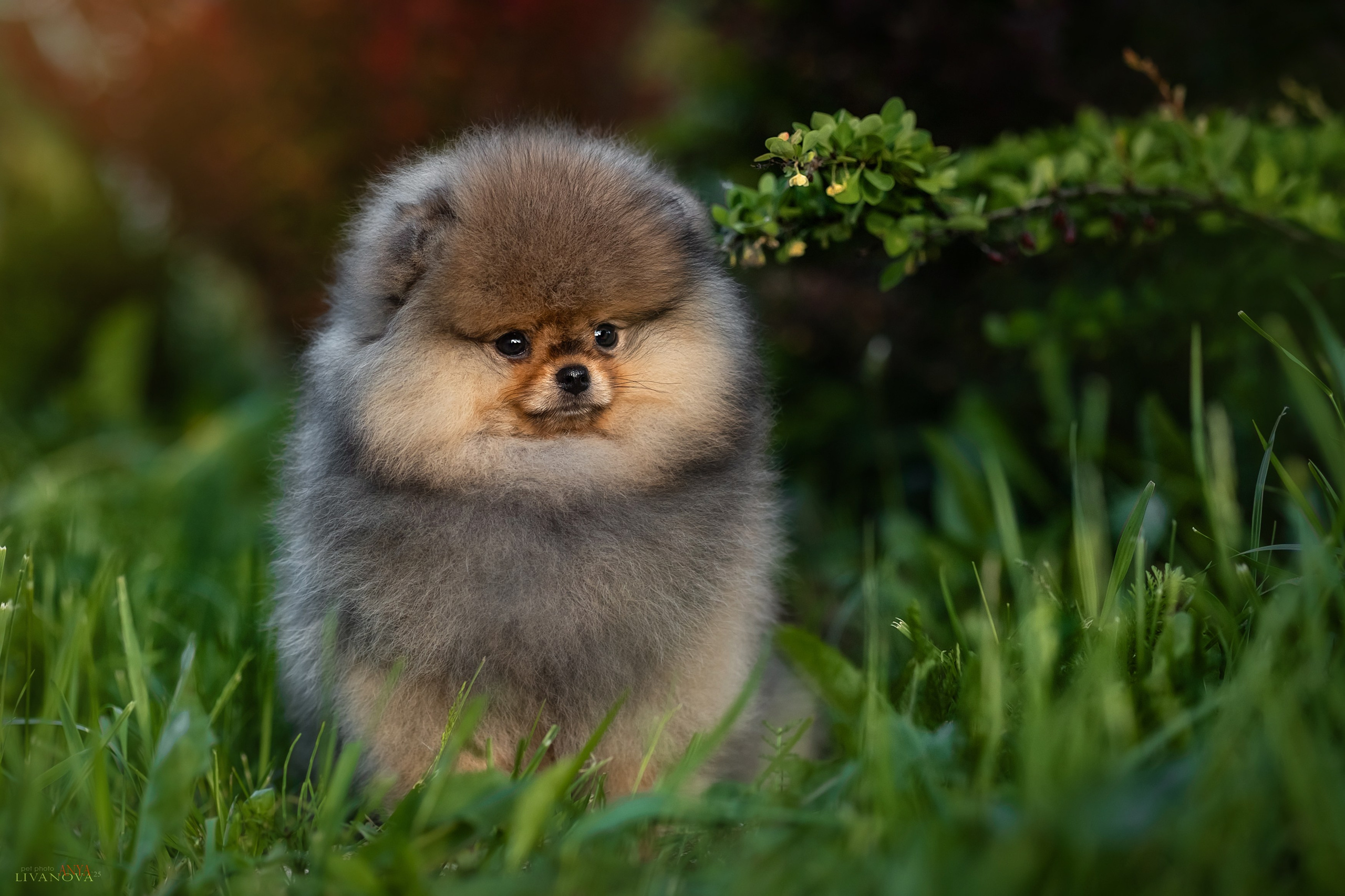 Шпичики. Фотограф анималист Аня Ливанова | Рыбинск