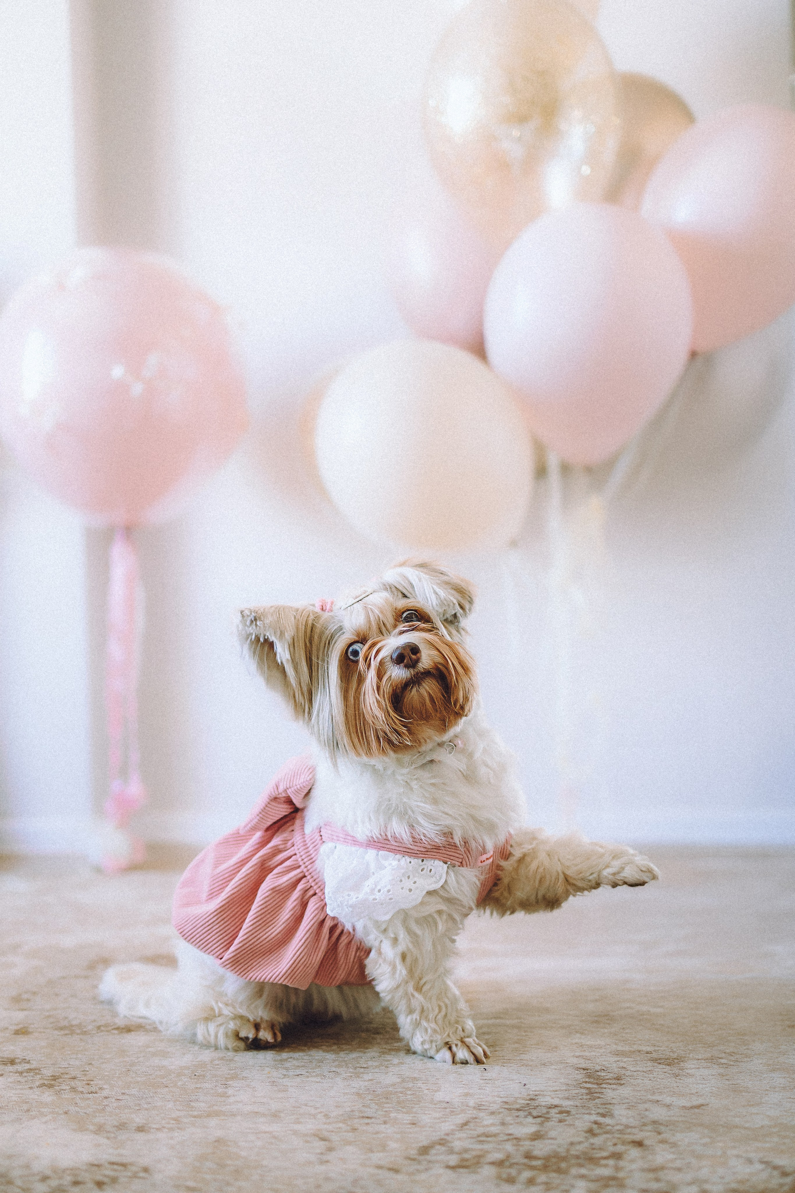 День Рождения Шу