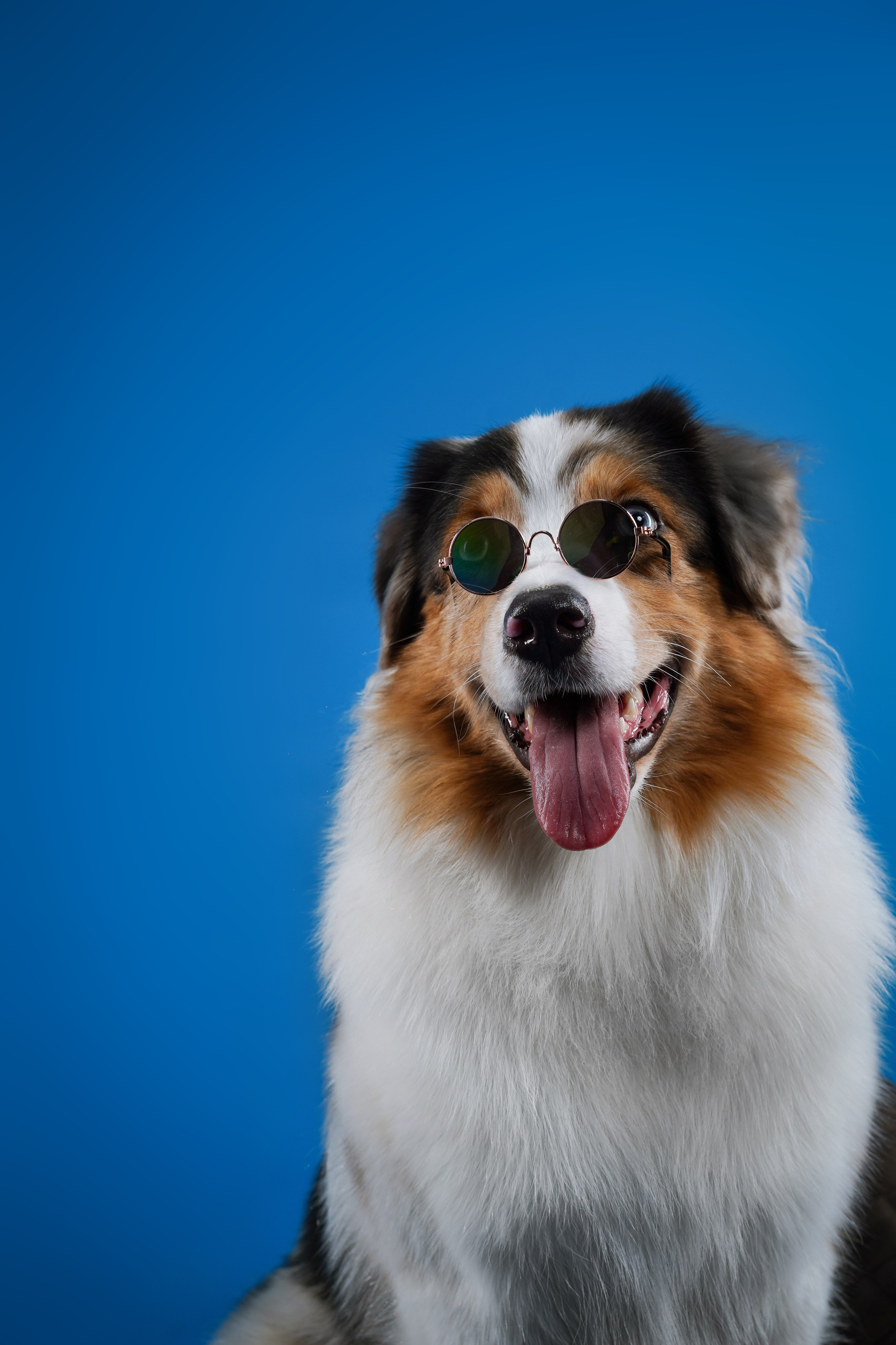 Австралийская овчарка Валли. Фотограф-анималист в Санкт-Петербурге Яна Мартынова