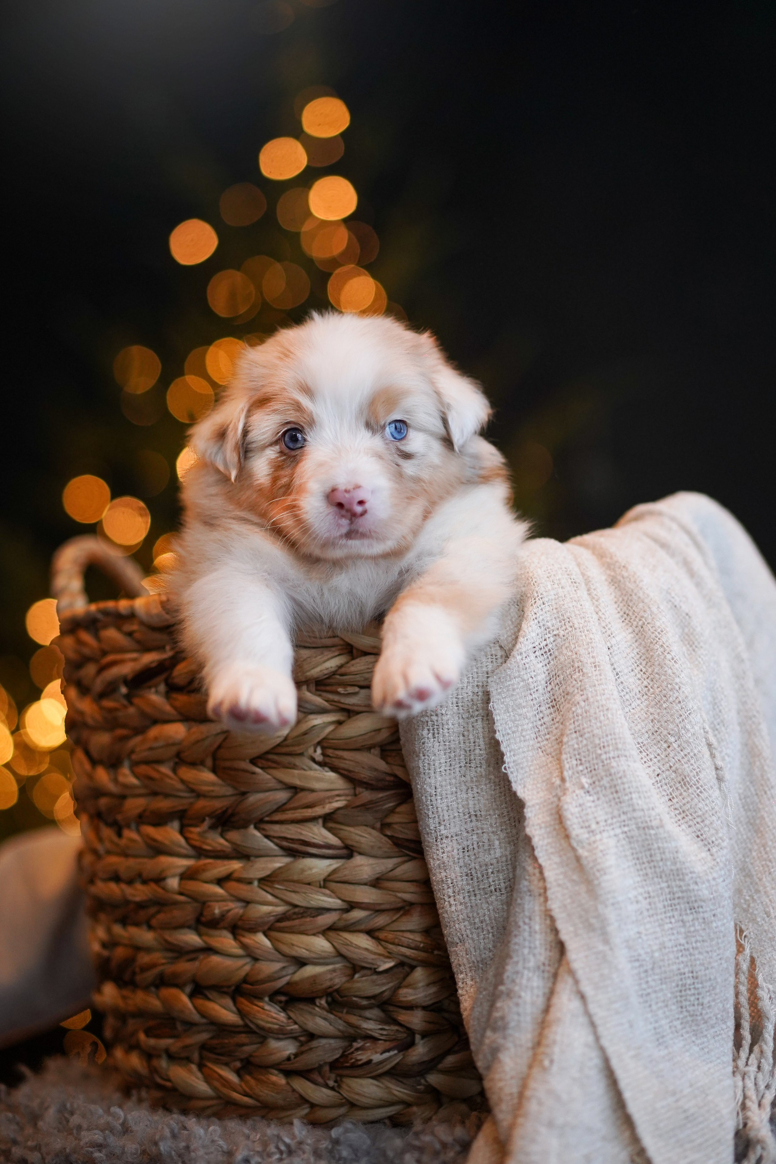 Съемка щеночков в студии. Фотограф-анималист в Санкт-Петербурге Яна Мартынова