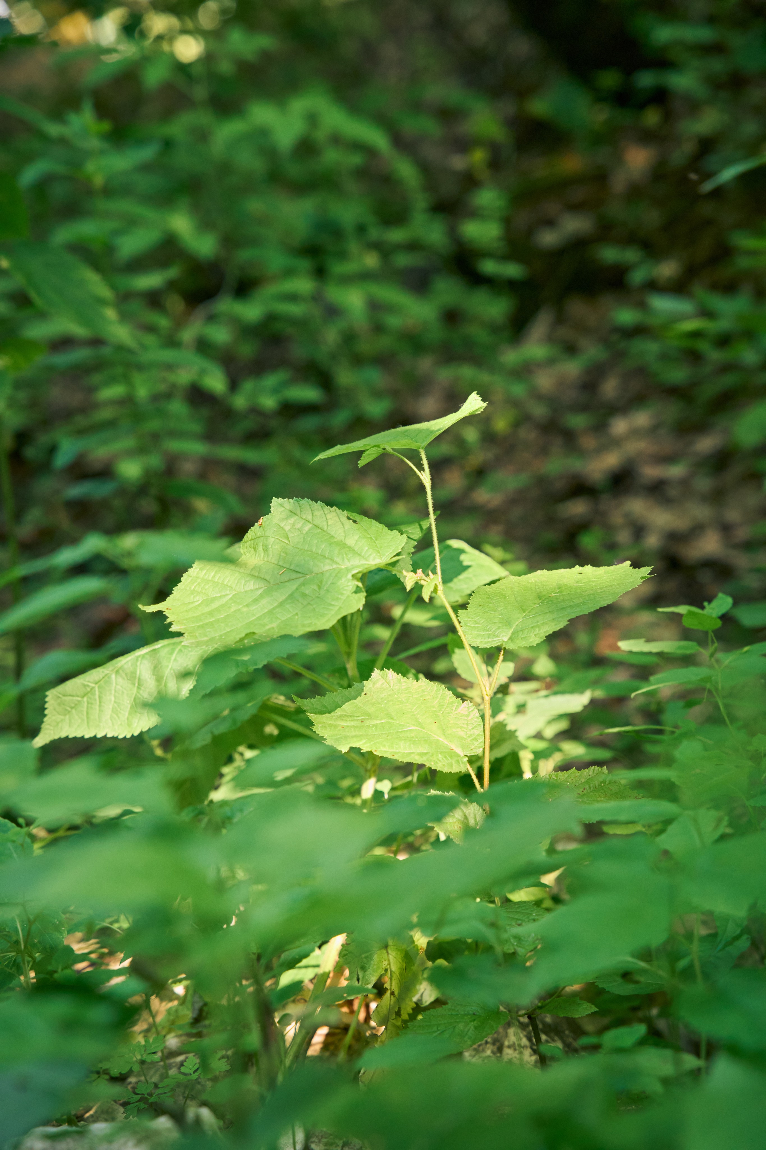 Съемка мероприятия на природе. Индивидуальный фотограф в Сочи Владимир Чудинов