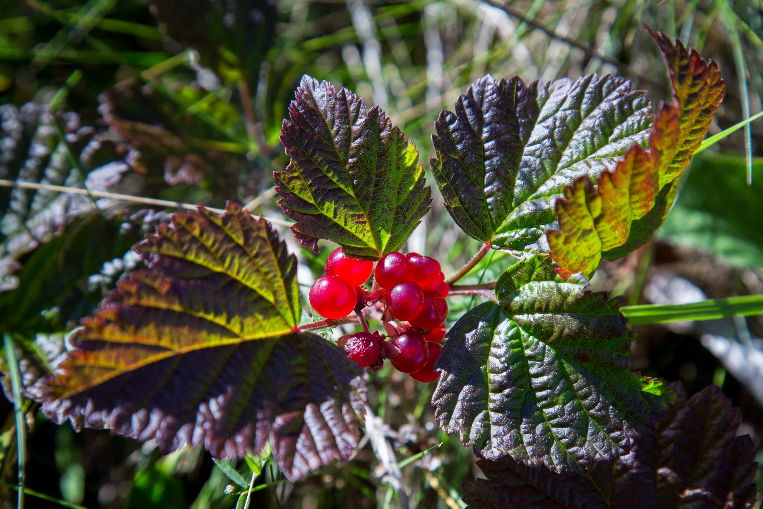 Мир растений. Пейзажи Крайнего Севера. Баренцево море, Рыбачий, Средний, Немецкий