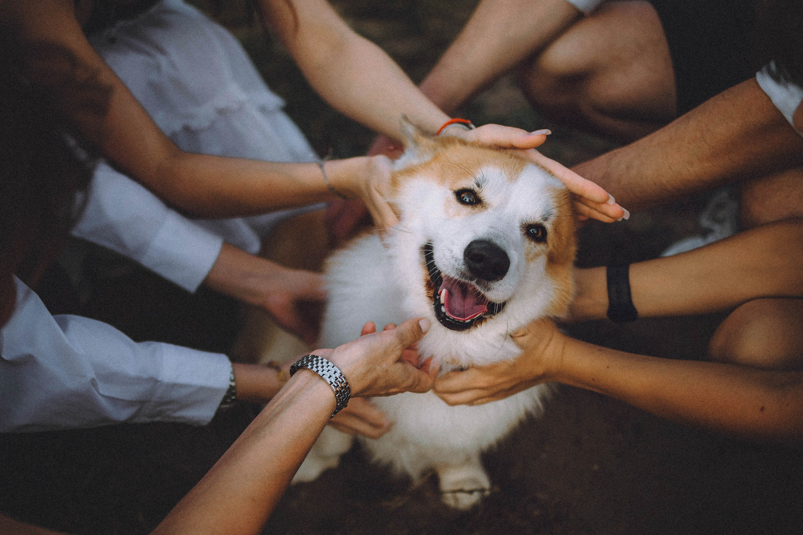 Арчи и его семья