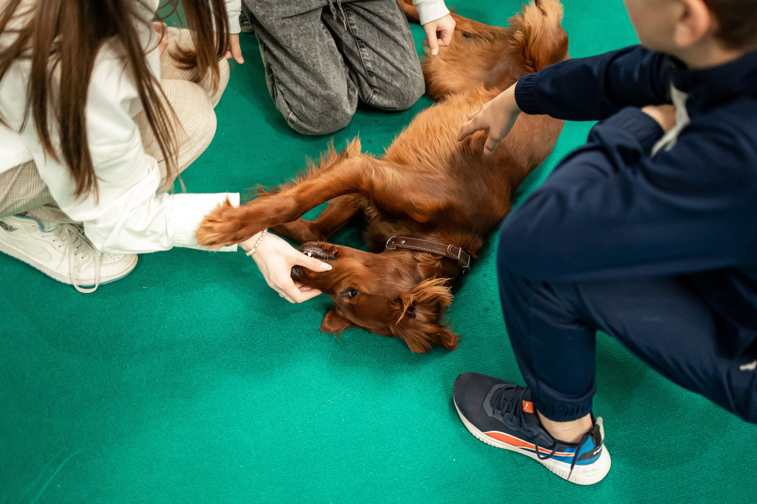 Выставка сеттеров 19.05.24