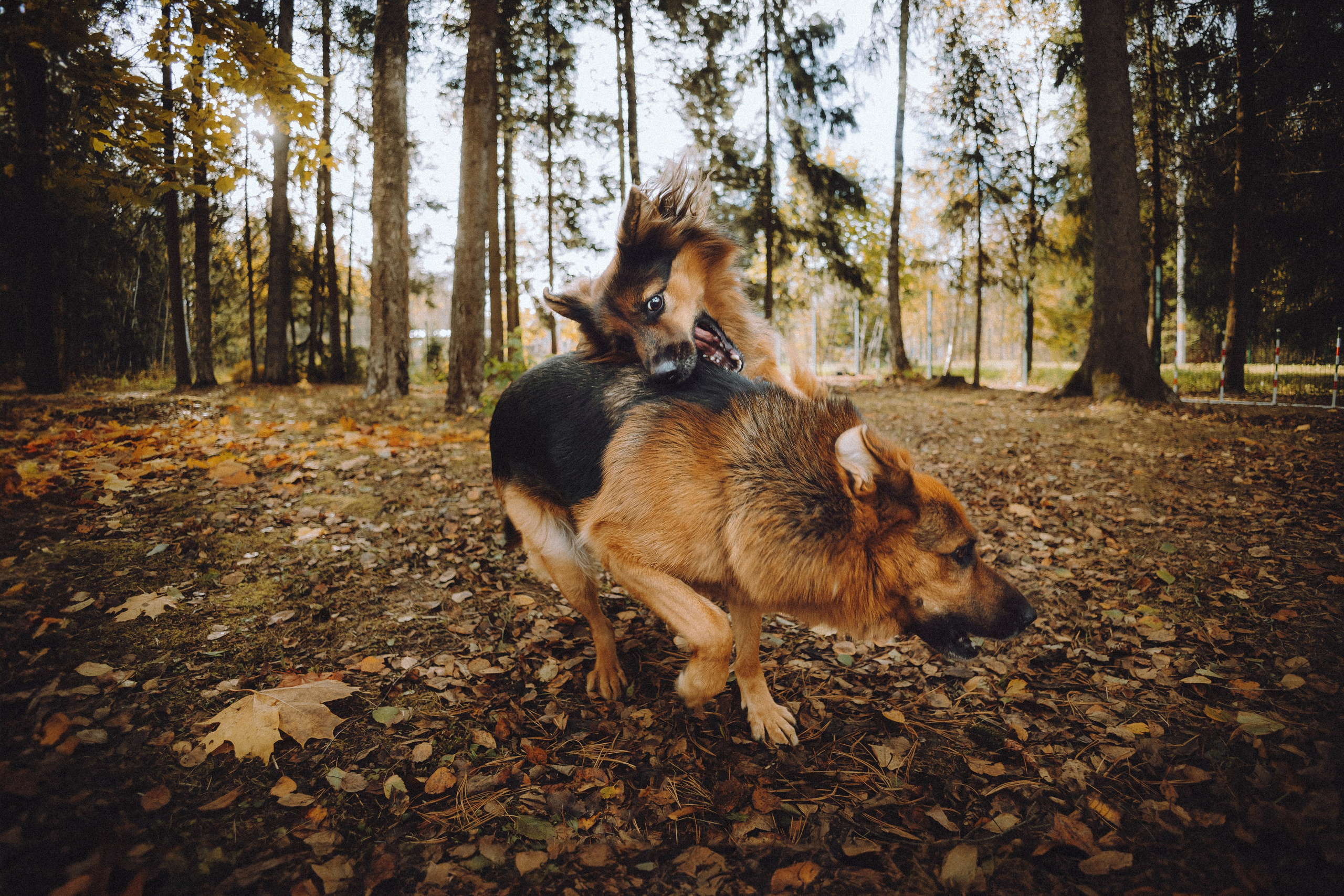 Хлоя, Герда и их семья