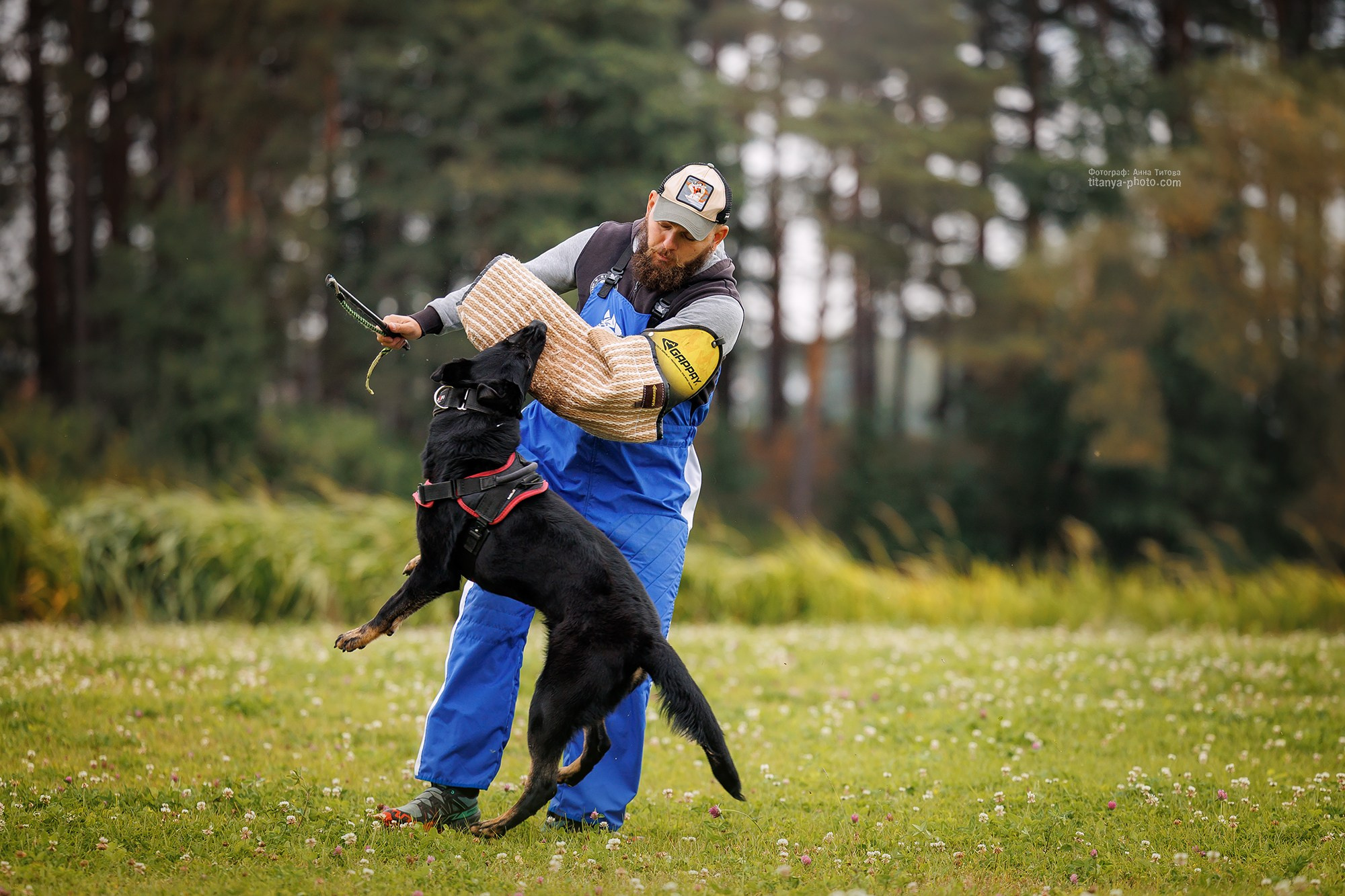 Тренировка по защите в питомнике немецких овчарок «Легенда Волги». Фотограф собак, фотограф-анималист Аня Титова (Titanya). Москва