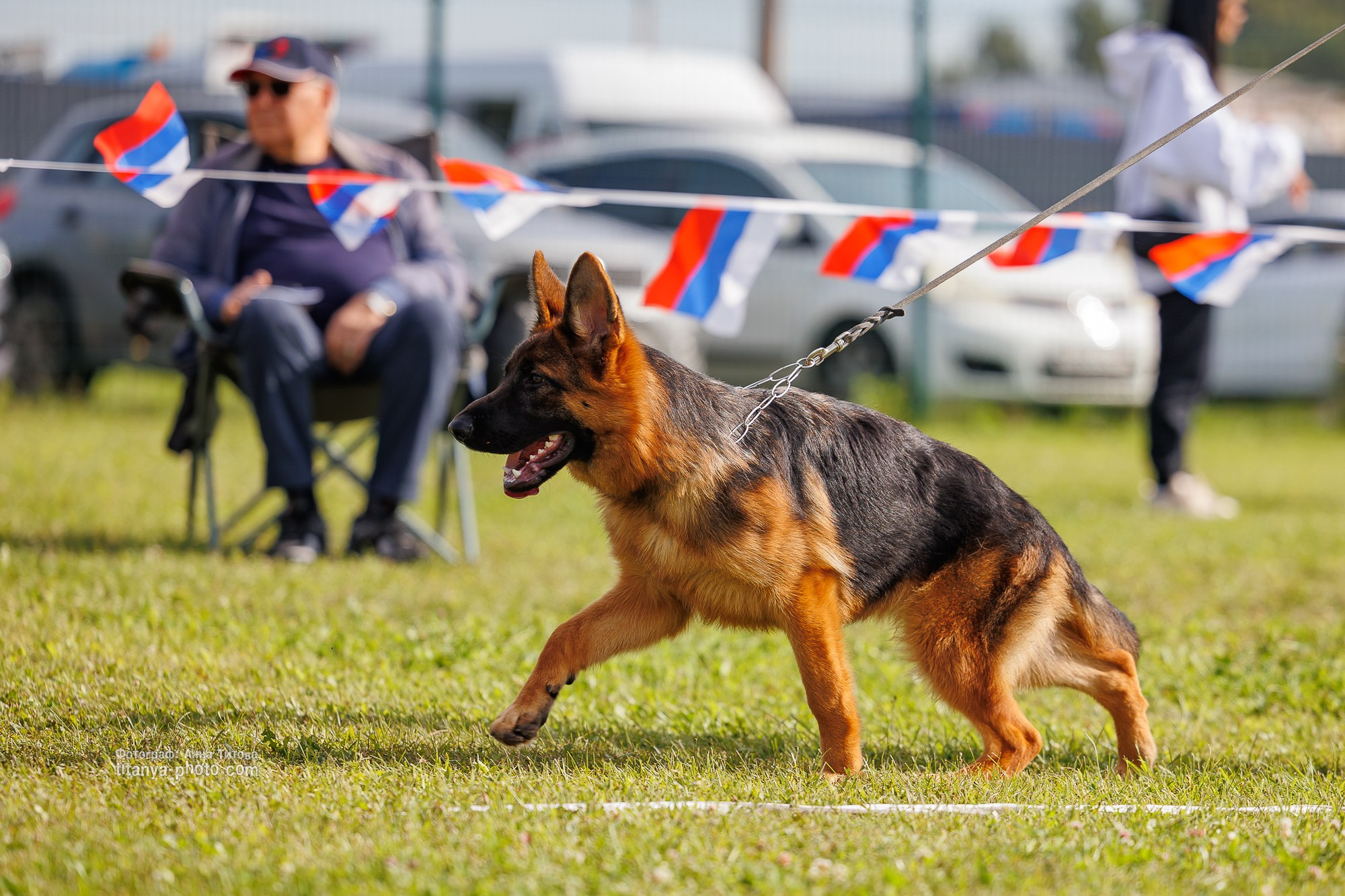 Немецкие овчарки: фото из рингов и вне ринга, мутпроба (фотографии с выставок). Фотограф собак, фотограф-анималист Аня Титова (Titanya). Москва