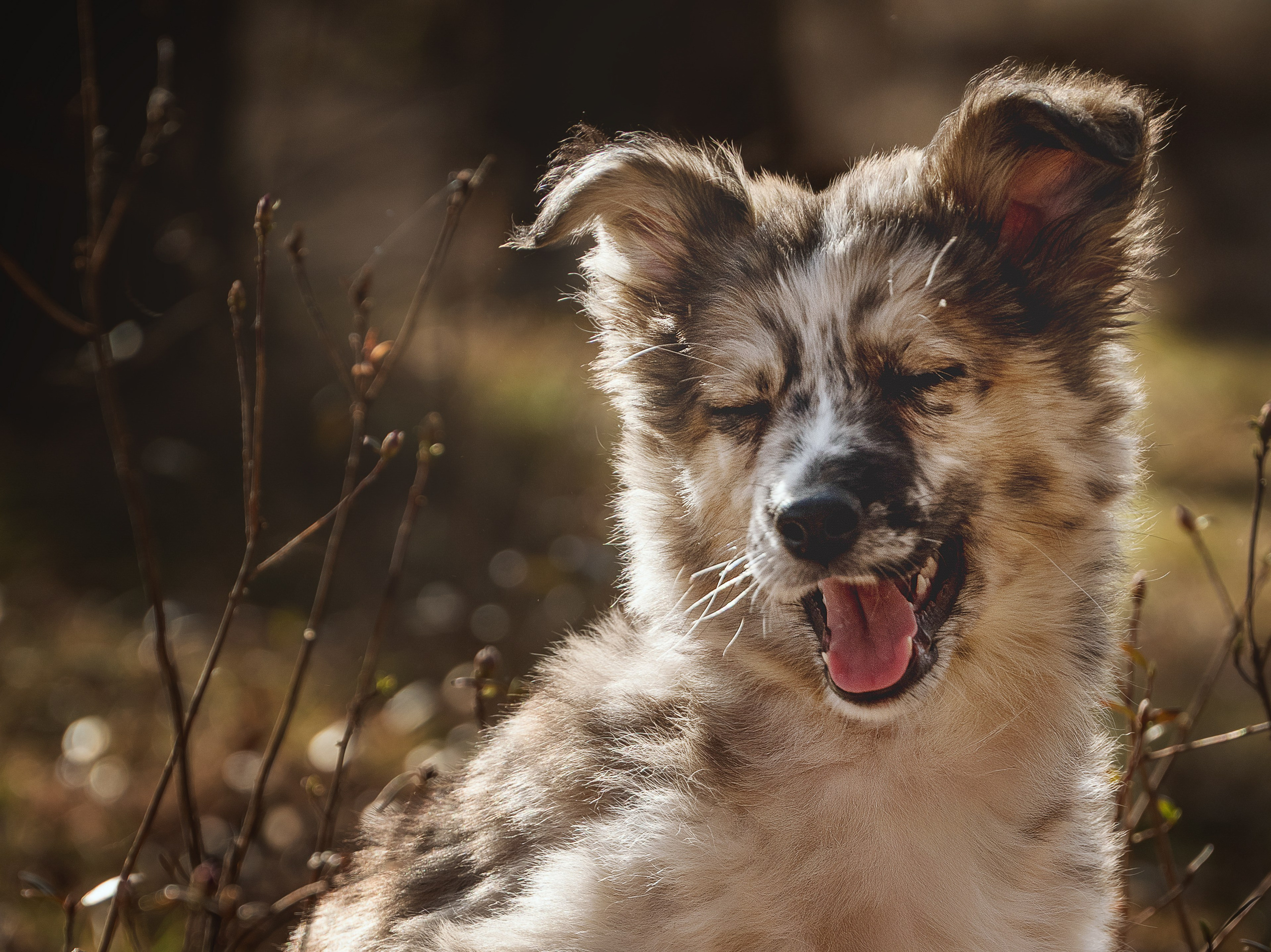 Съемка с собаками, животными. Сайт фотографа Елены Коноваловой Иркутск