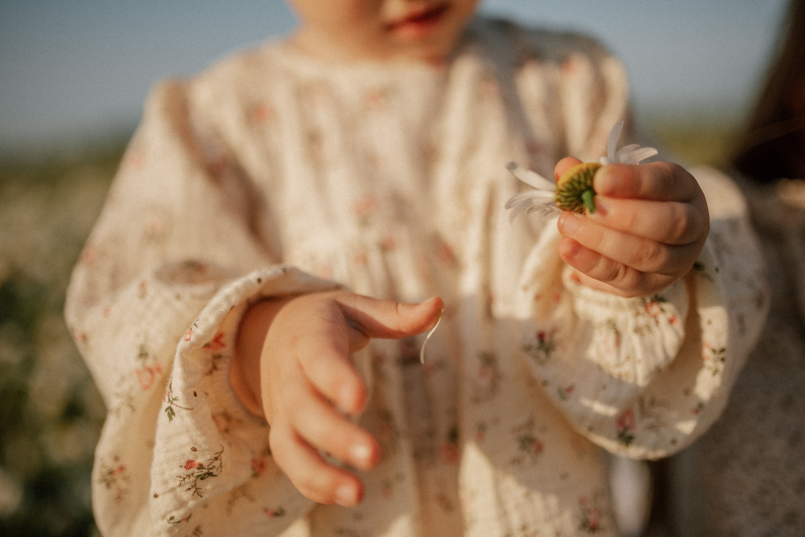 Ида, Мира и ромашки. Свадебный и семейный фотограф Кожевникова Лариса