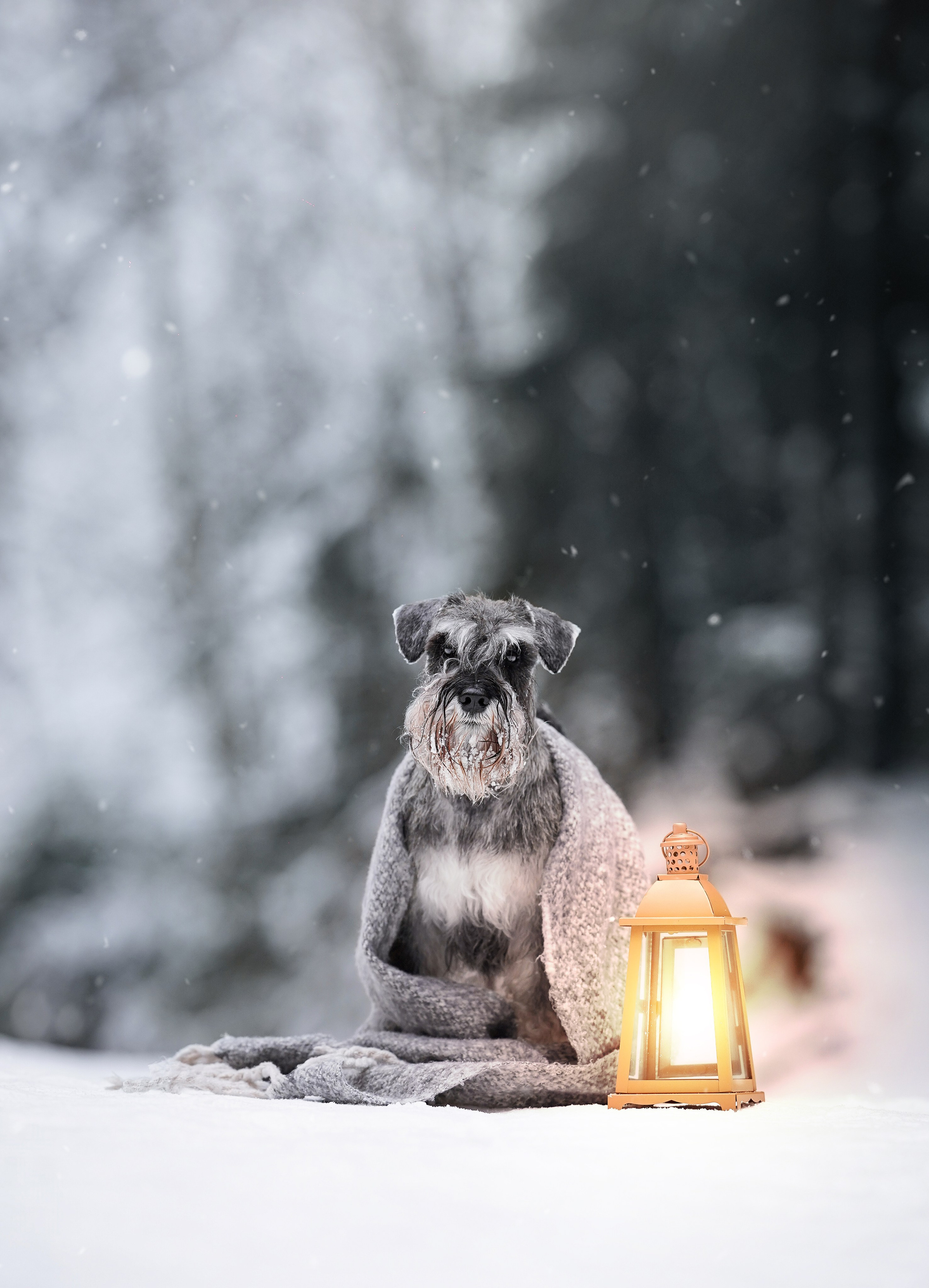 Бенчи и Арчи. Фотограф-анималист в Санкт-Петербурге Яна Мартынова