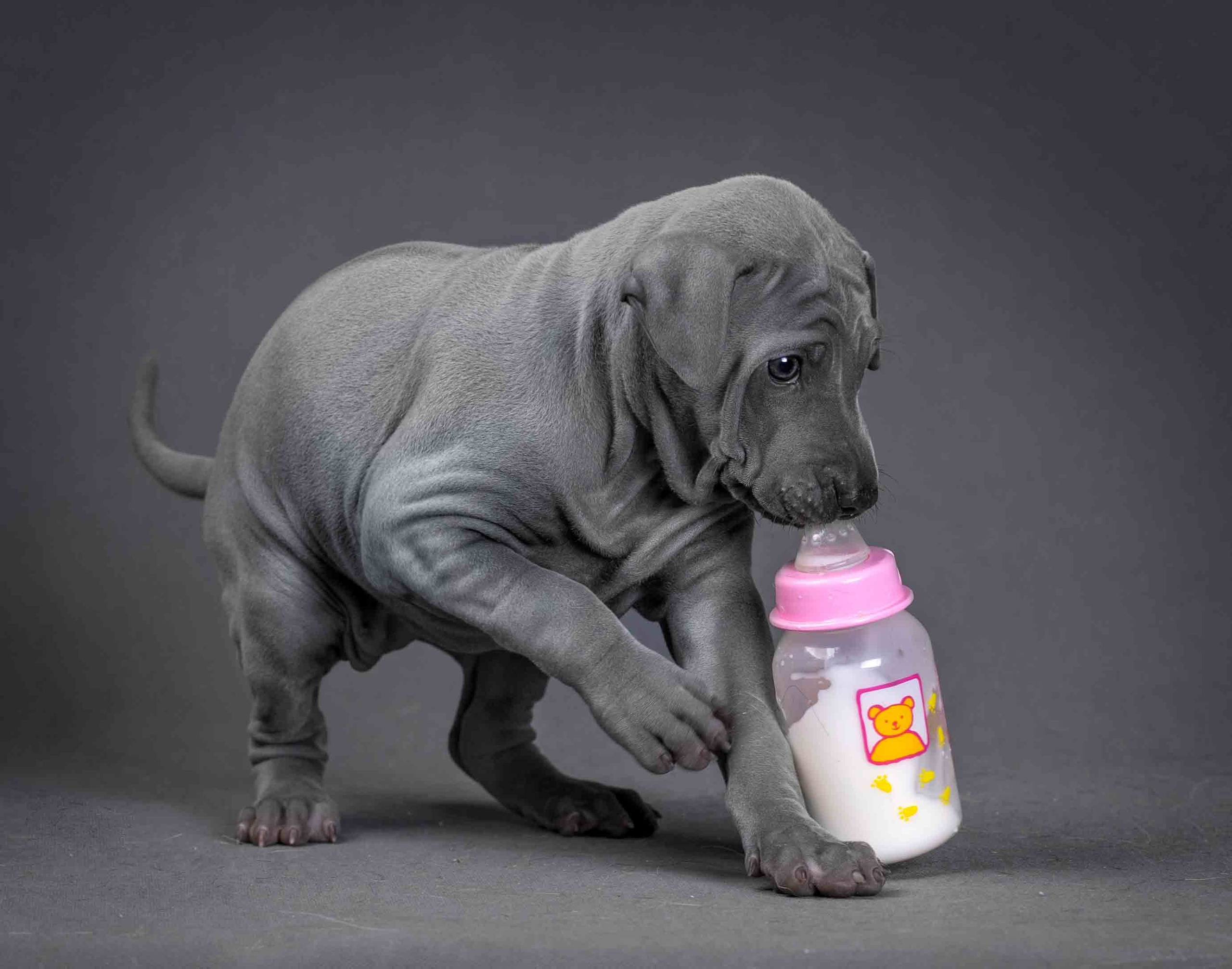 Собаки. Портретная и свадебная фотосъемка. Москва и область