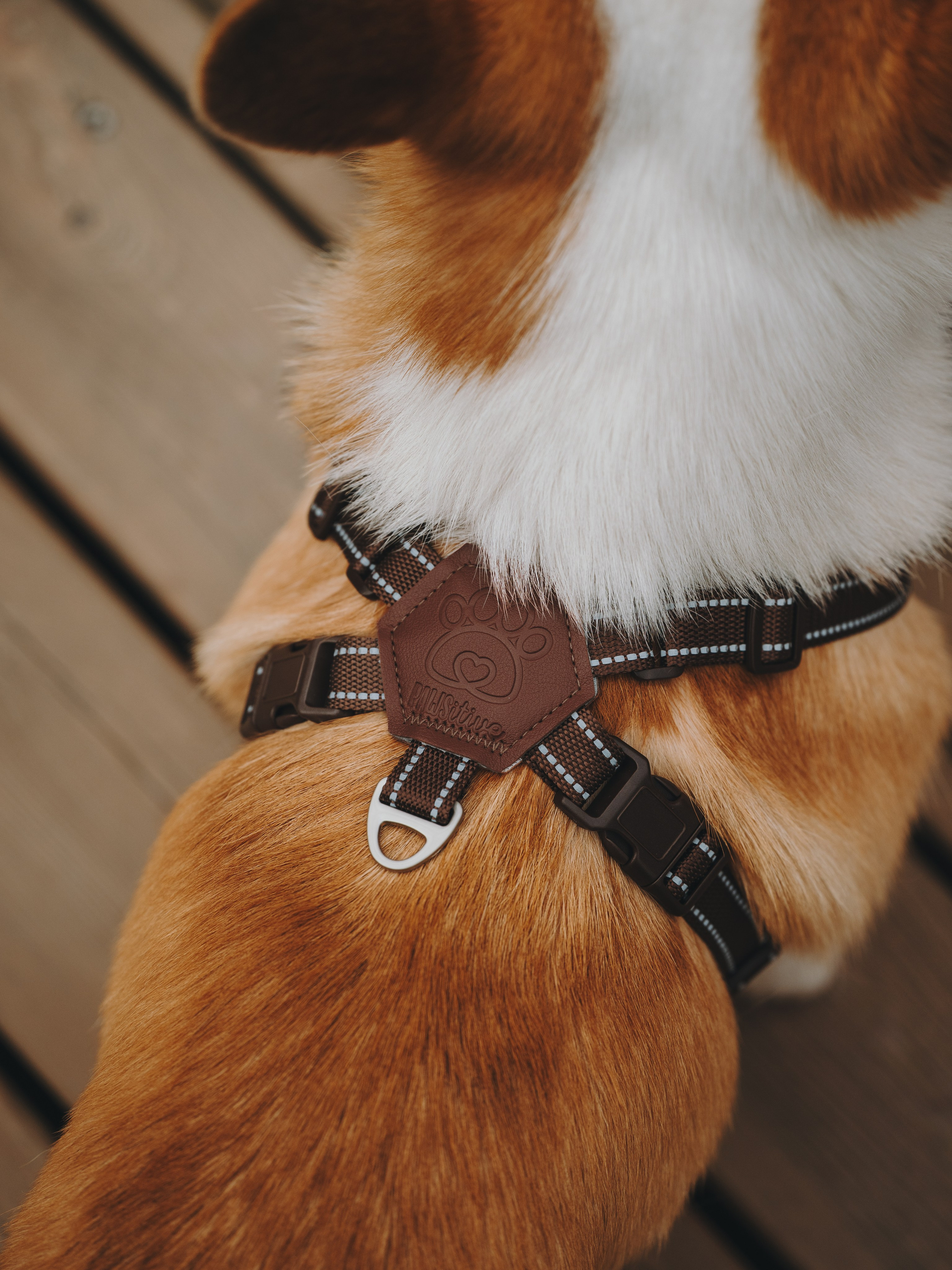 Pawsitive. Семейный фотограф анималист Ананьева Мария — Москва