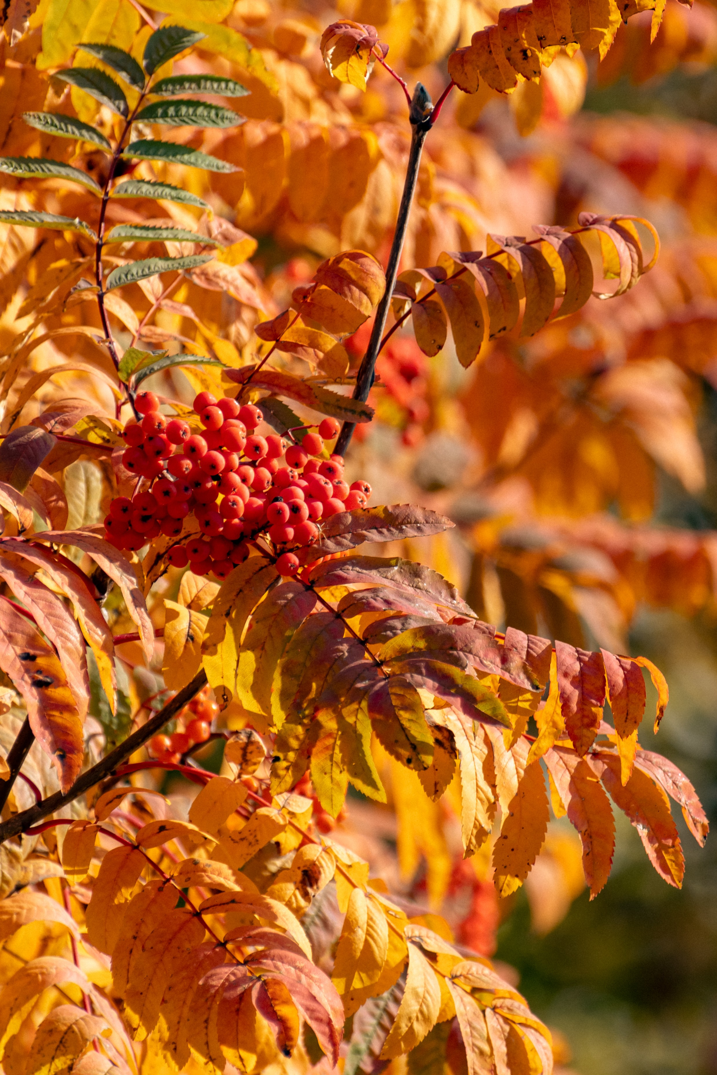 20211003 Поклонка. Дмитрий Ремизов. Фотография, как хобби