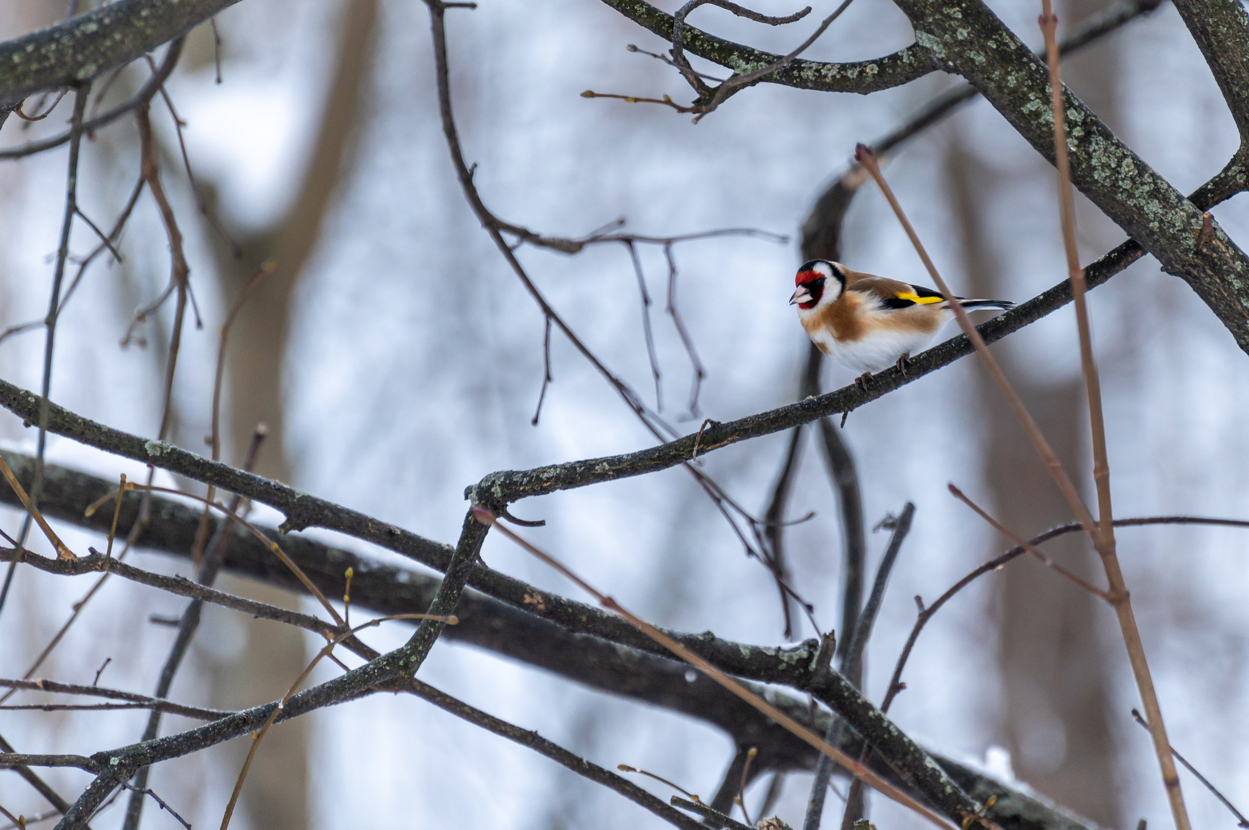 20240120 Воробьёвы горы. Дмитрий Ремизов. Фотография, как хобби
