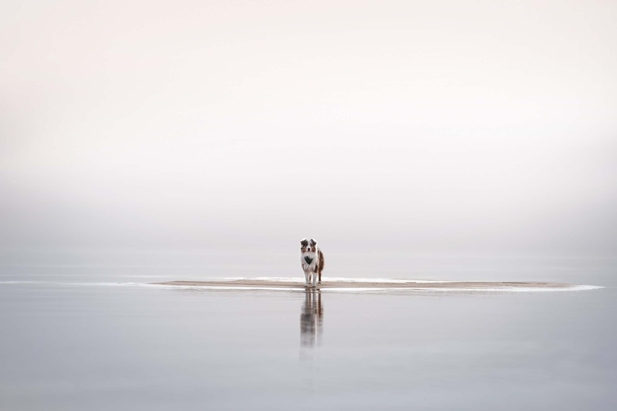 Панда Ладога. Фотограф-анималист в Санкт-Петербурге Яна Мартынова