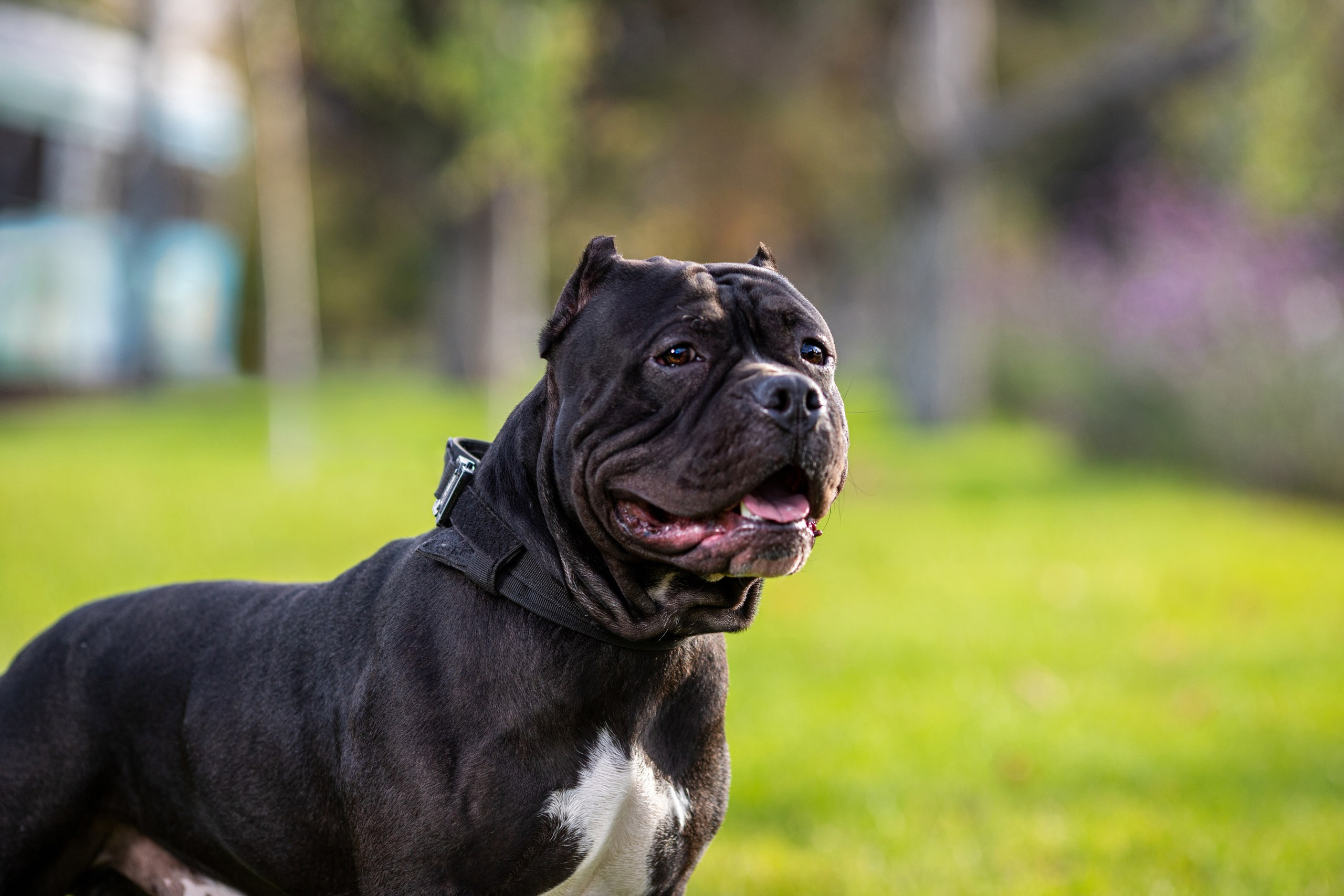 Фотопрогулка с собакой и съёмка для презентации собак