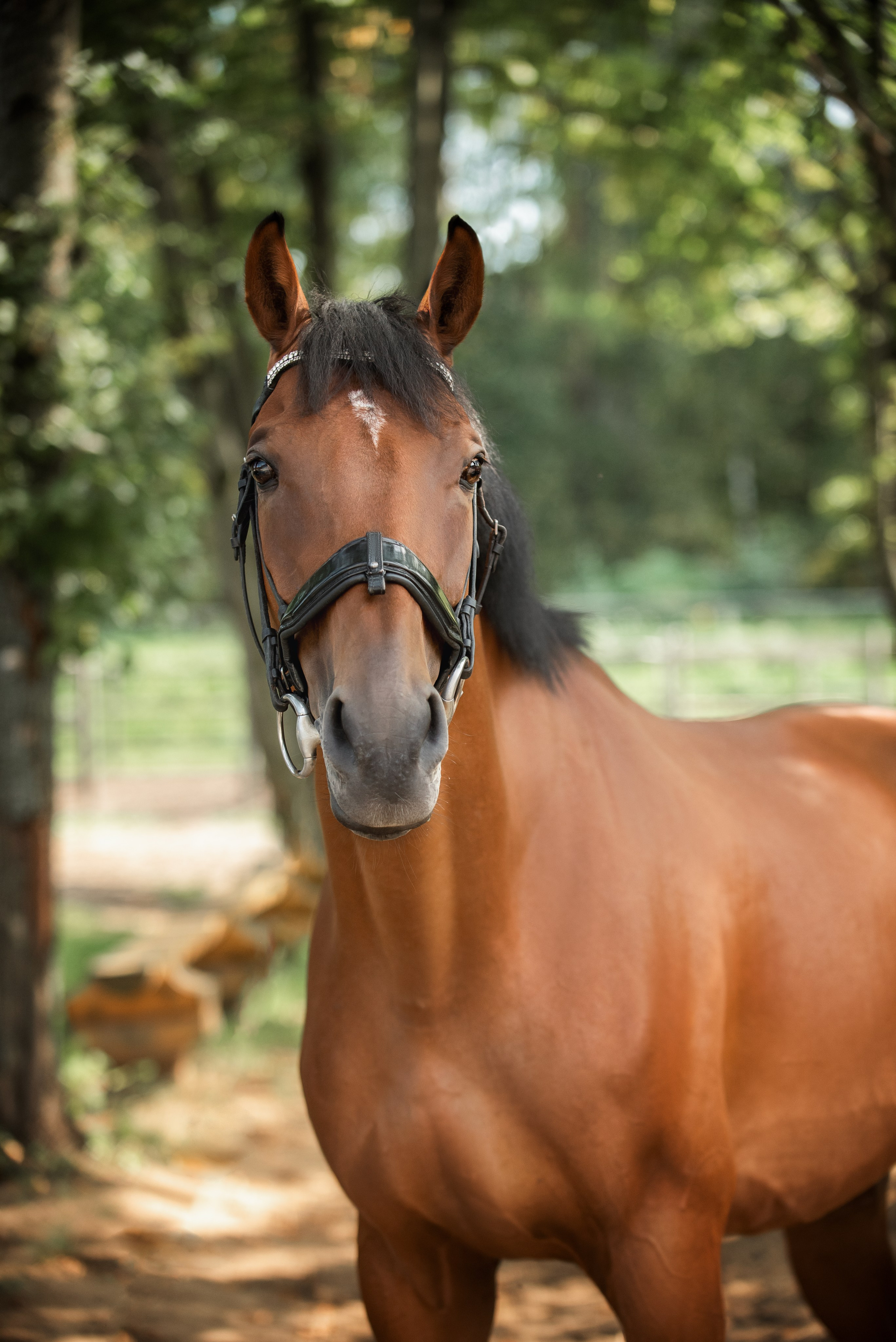 Тренеры и кони КСК «АЛМАЗОВО». Конный фотограф Куракина Дарья • Фотосессии с лошадьми