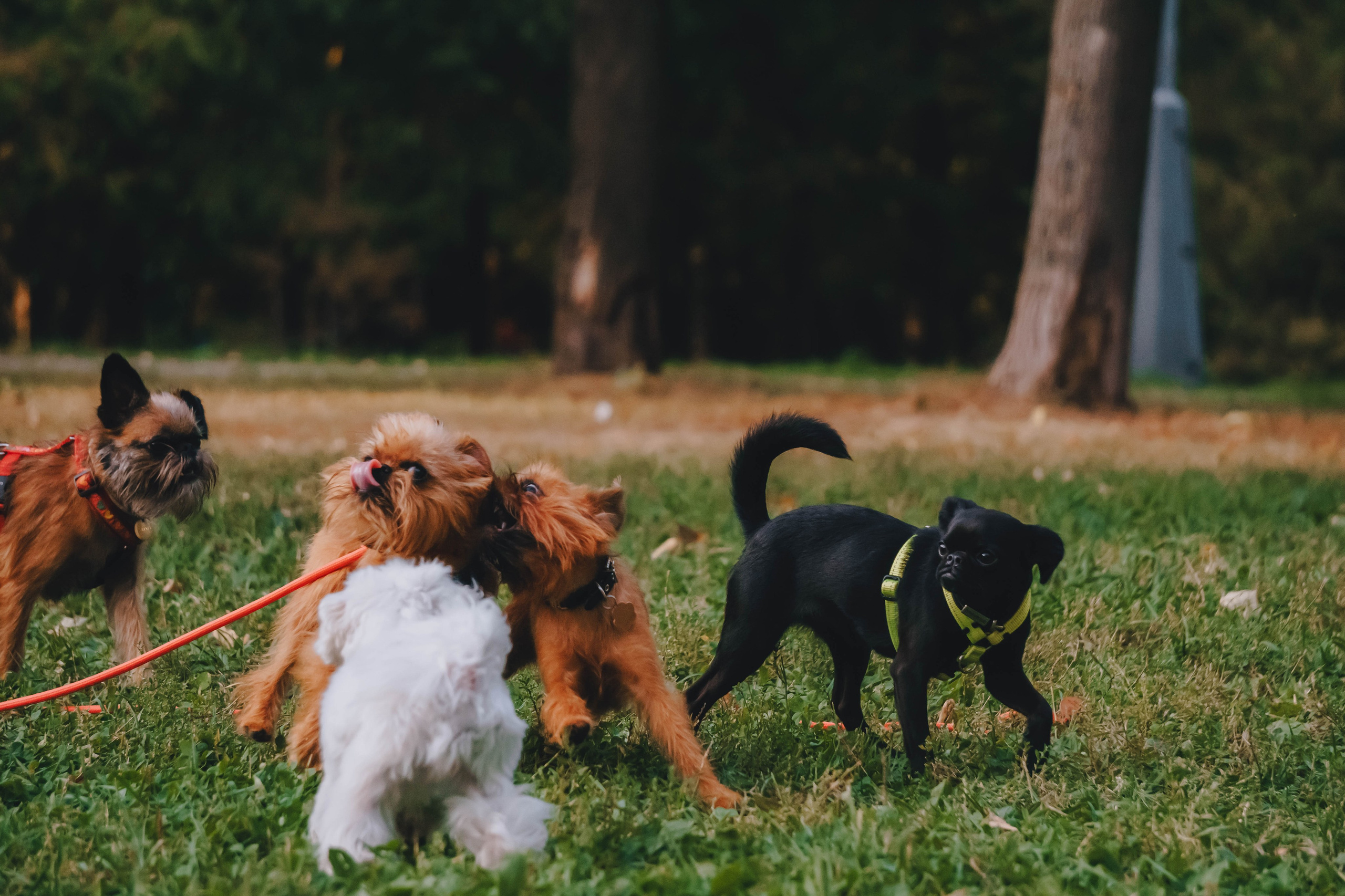 Мини-туса гриффоны и брабансоны. Фотограф-анималист Ксения Воробьева, Москва