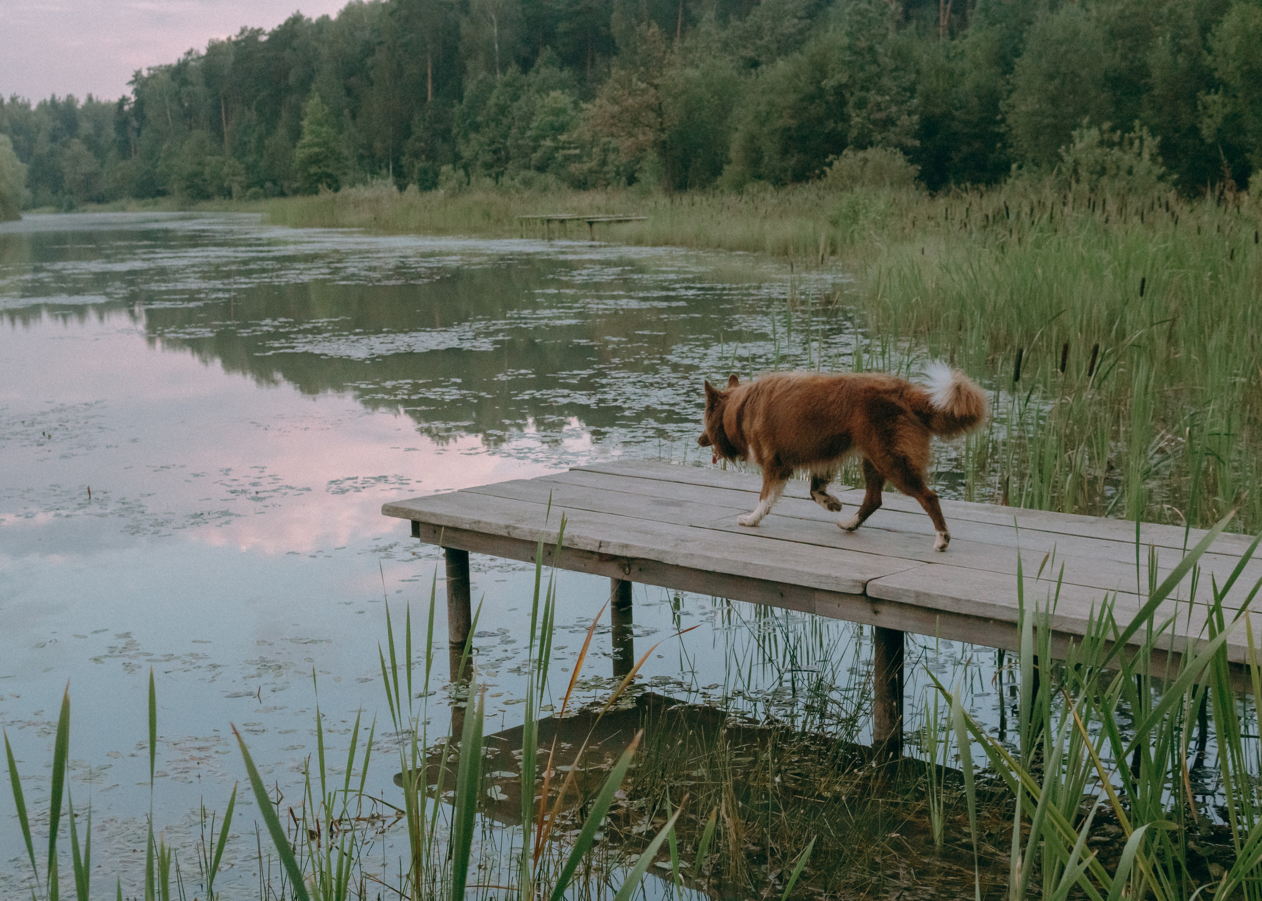 Виолетта, Лила и Питер. Фотограф-анималист Ксения Воробьева, Москва