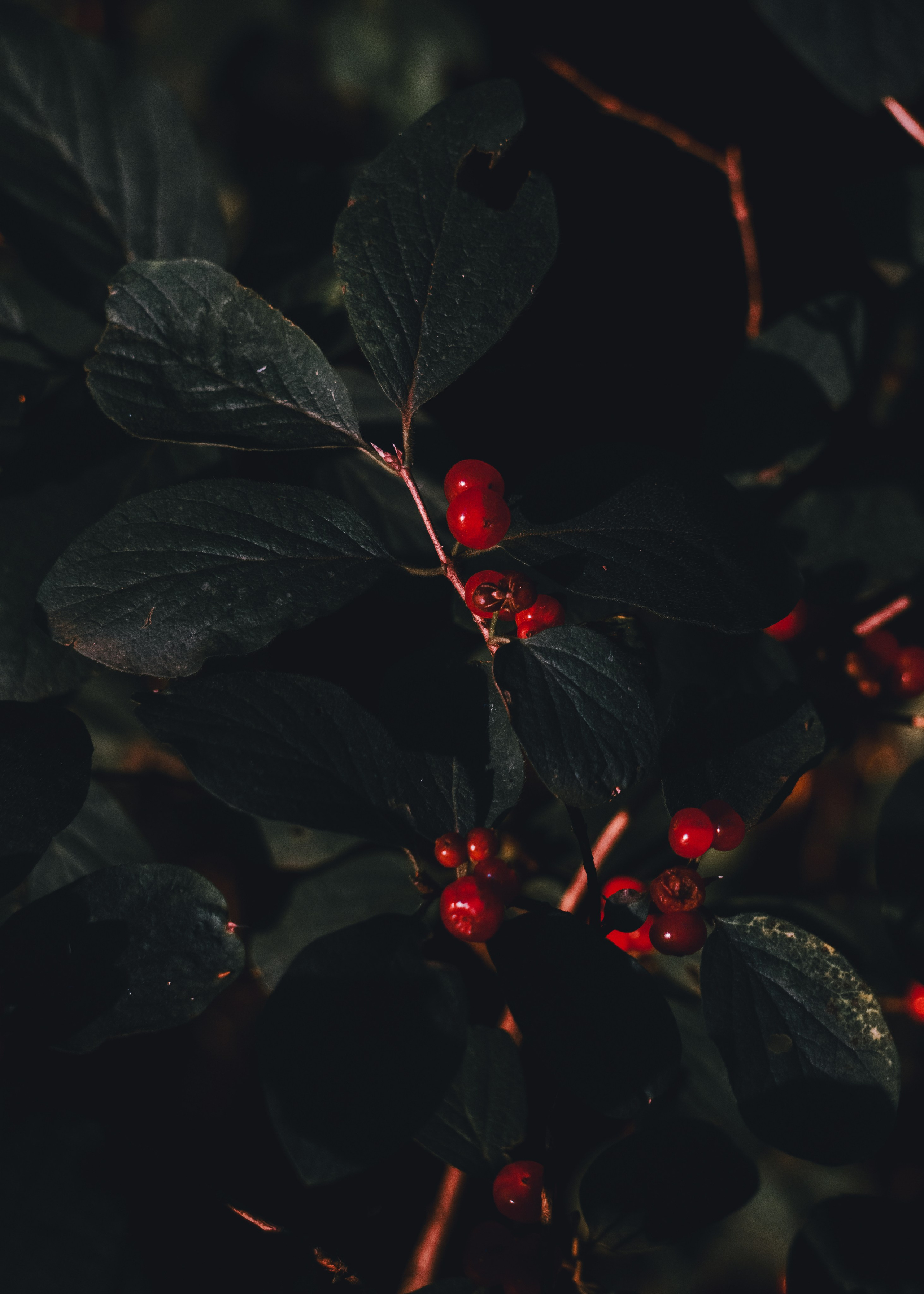 Катя и Яшма. Фотограф-анималист Ксения Воробьева, Москва