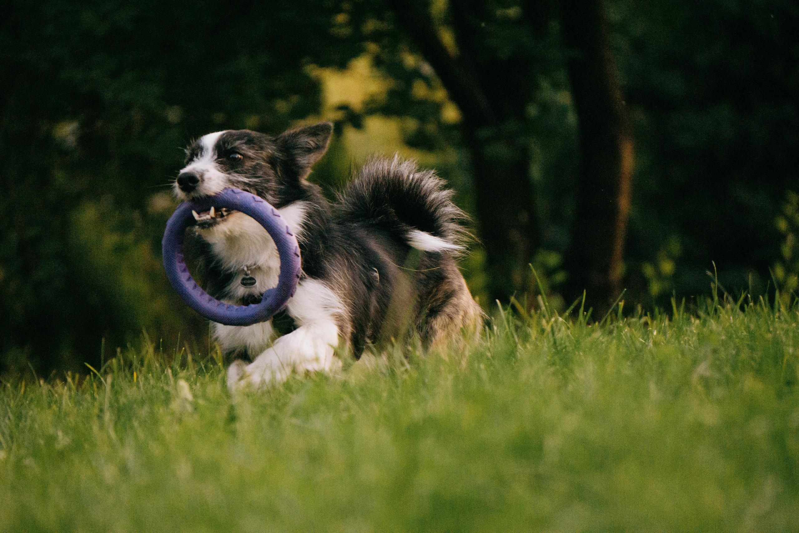 Даша и Тюбик. Фотограф-анималист Ксения Воробьева, Москва