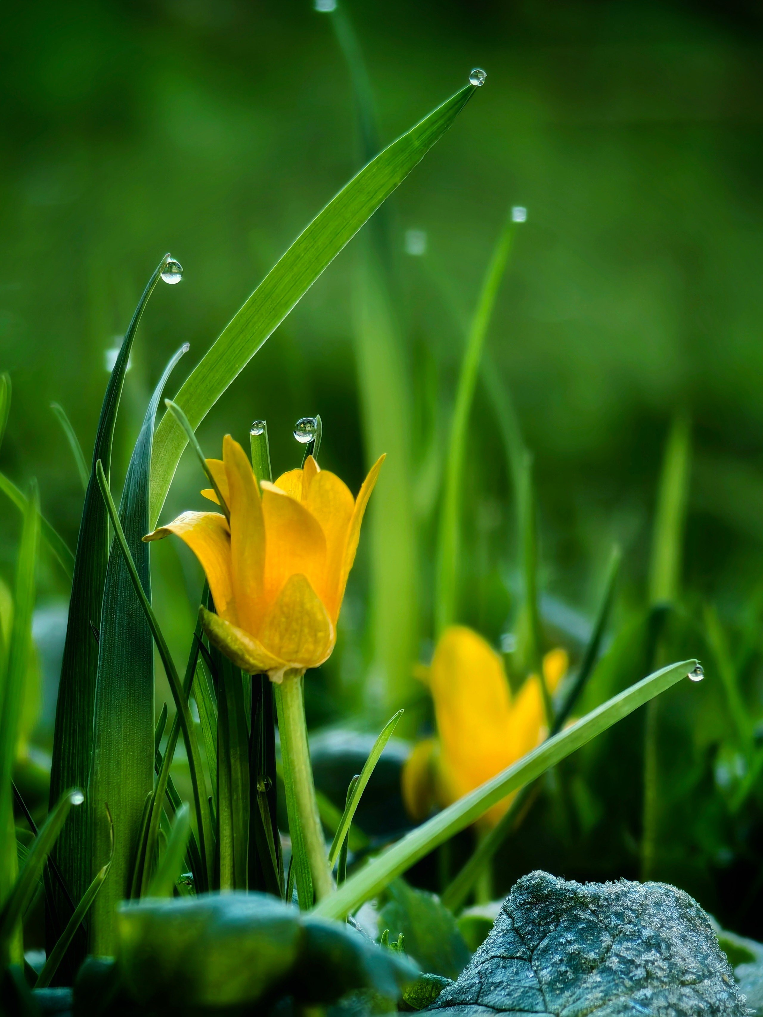 Макрофотографии капель воды: детали дождя, росы и абстракции | Съемка крупным планом