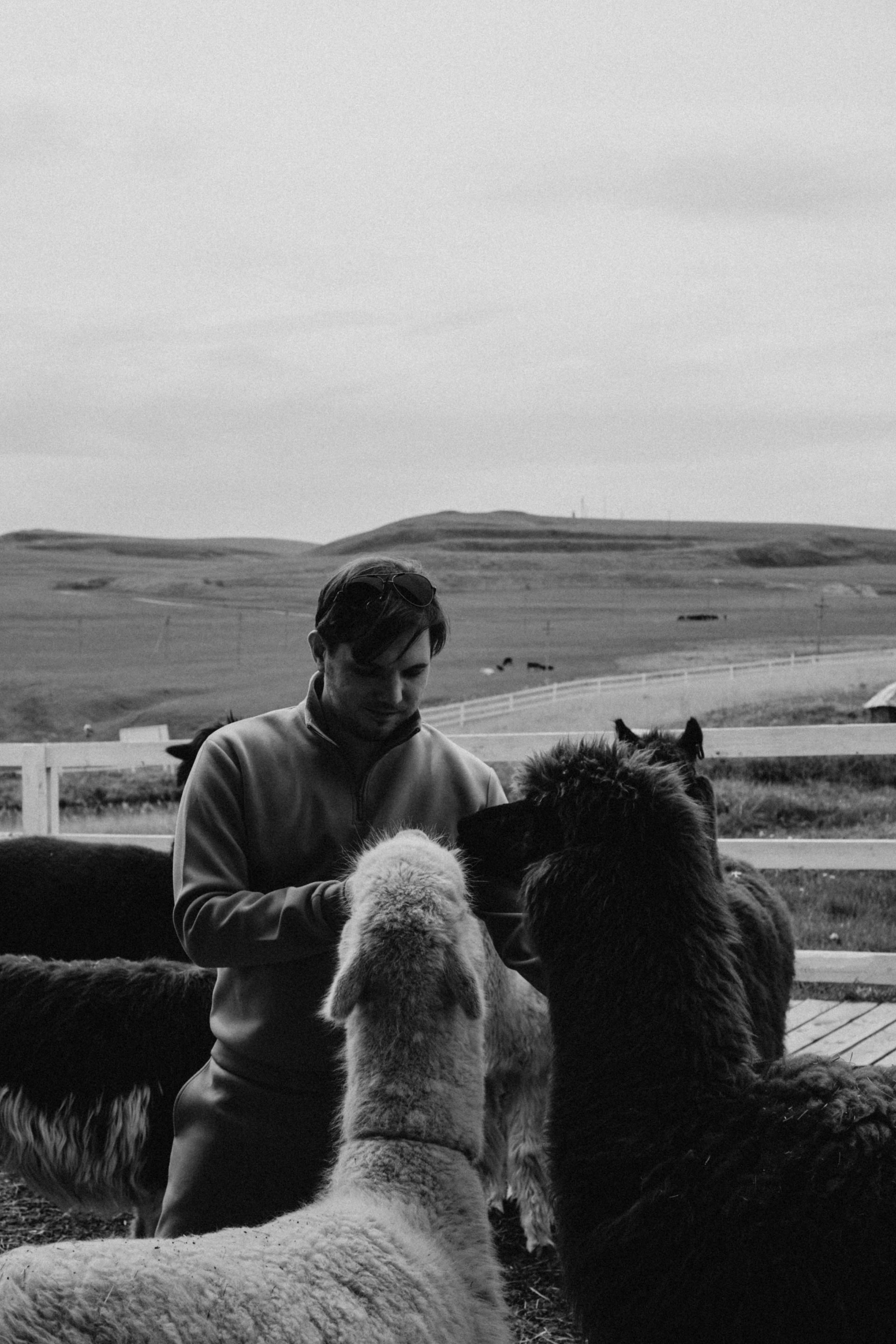 Ферма Альпак. Профессиональный фотограф, Санкт-Петербург — Виктория Богомолова
