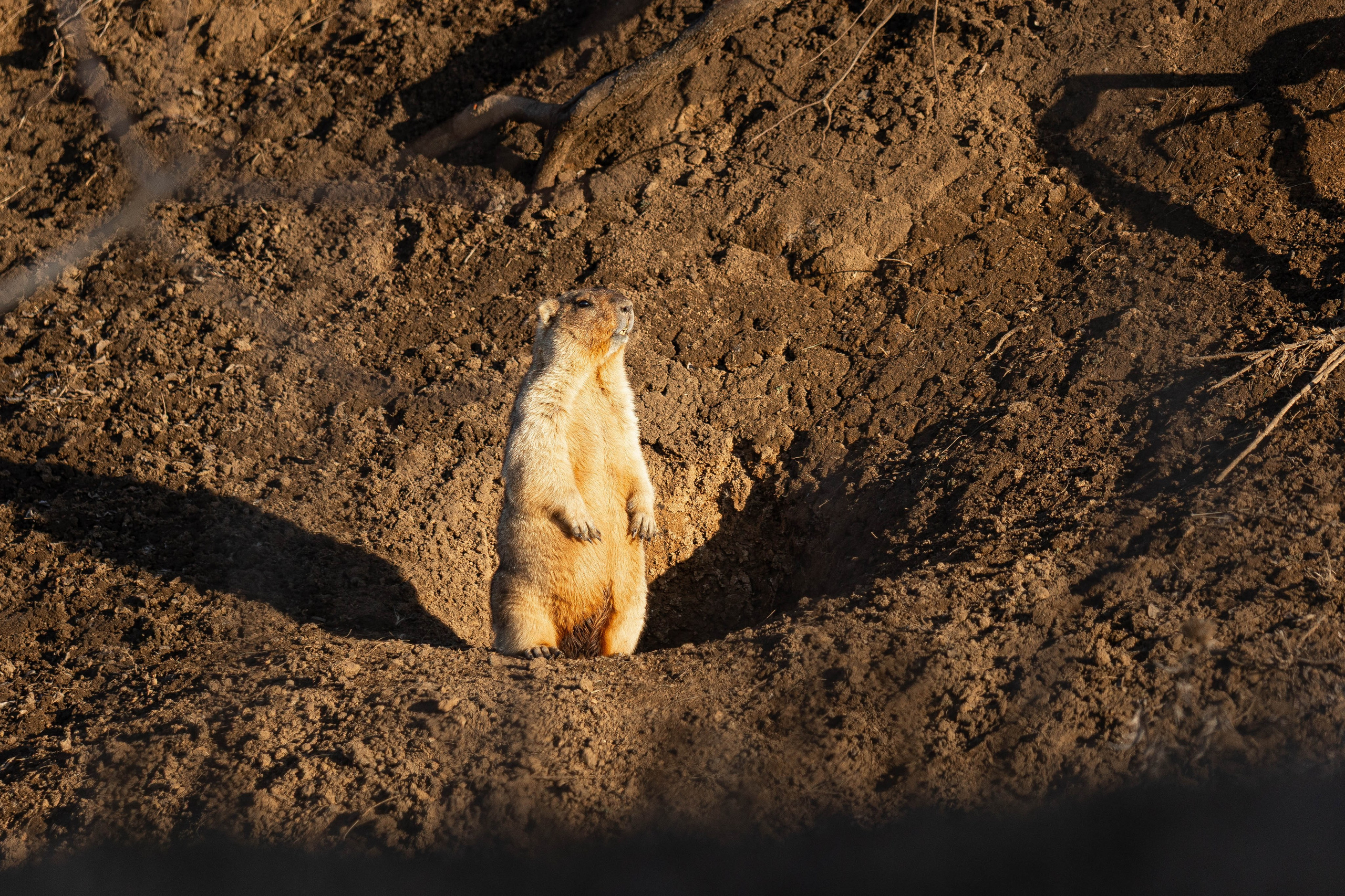 Дикий животный мир. Фотограф-АниМалист Анна Абрамова