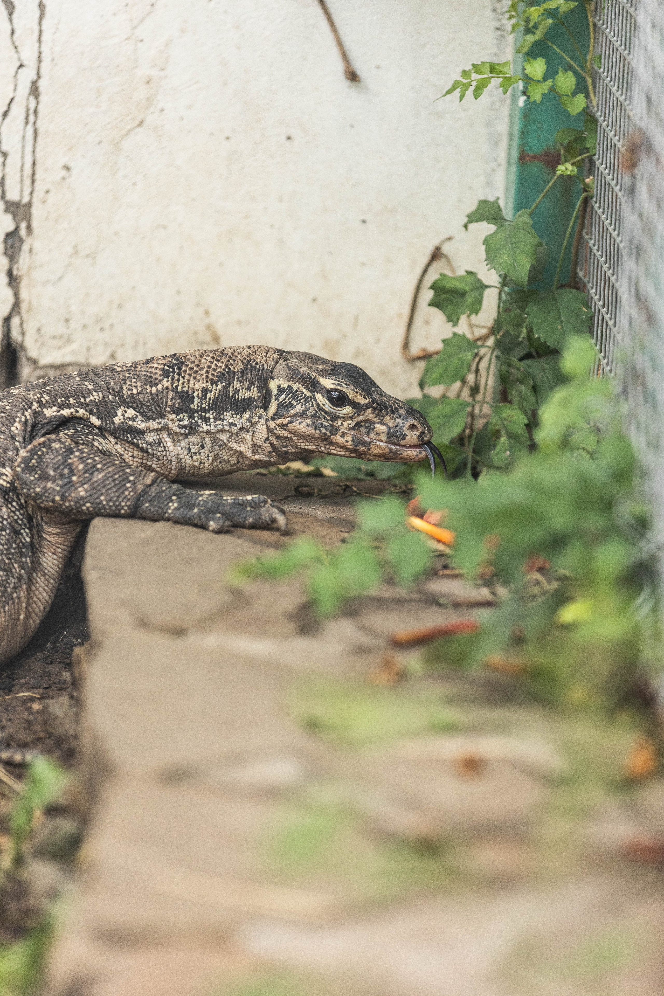 Зоопарк Малинки. Фотограф-АниМалист Анна Абрамова