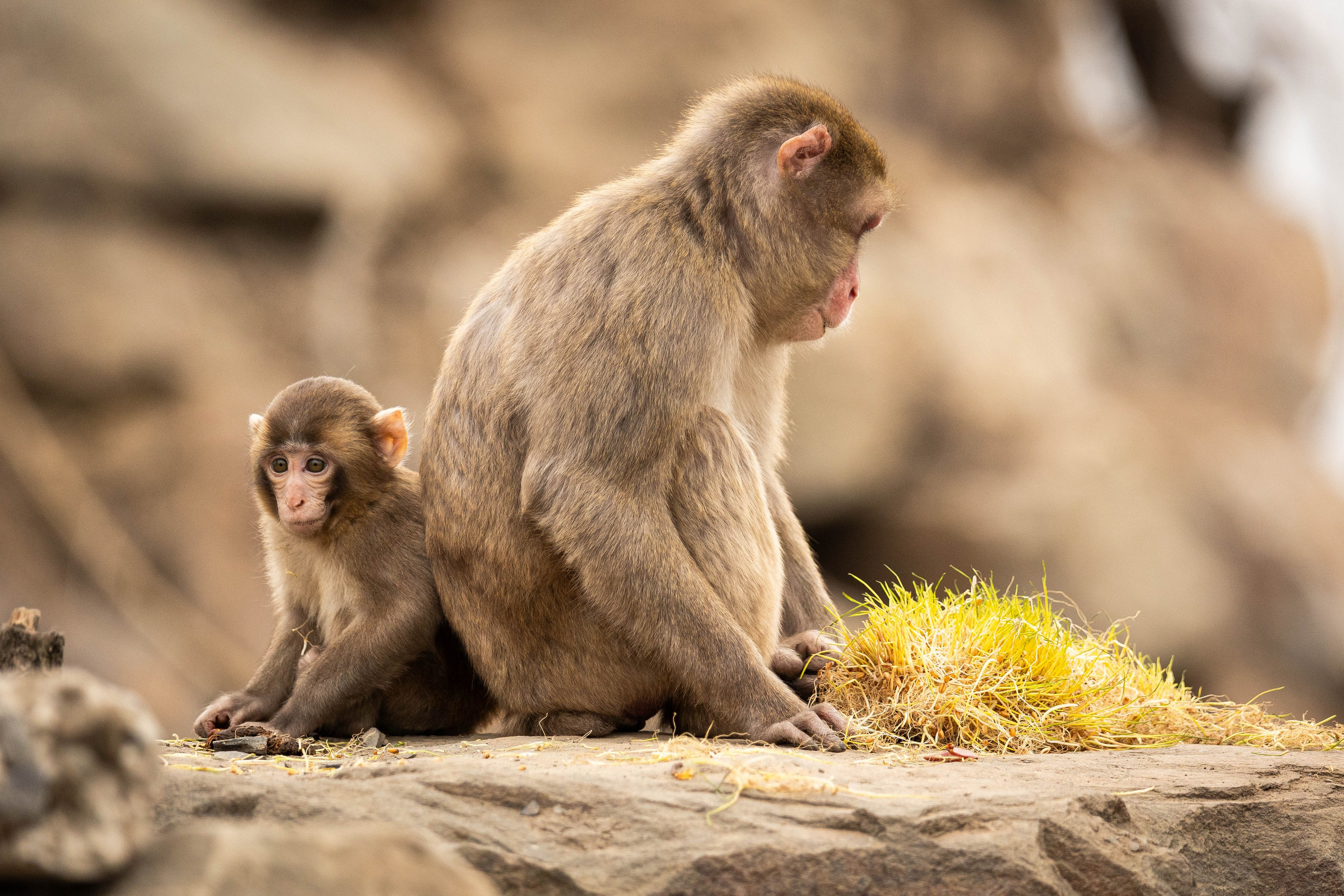 Парк Малинки 2026. Фотограф-АниМалист Анна Абрамова