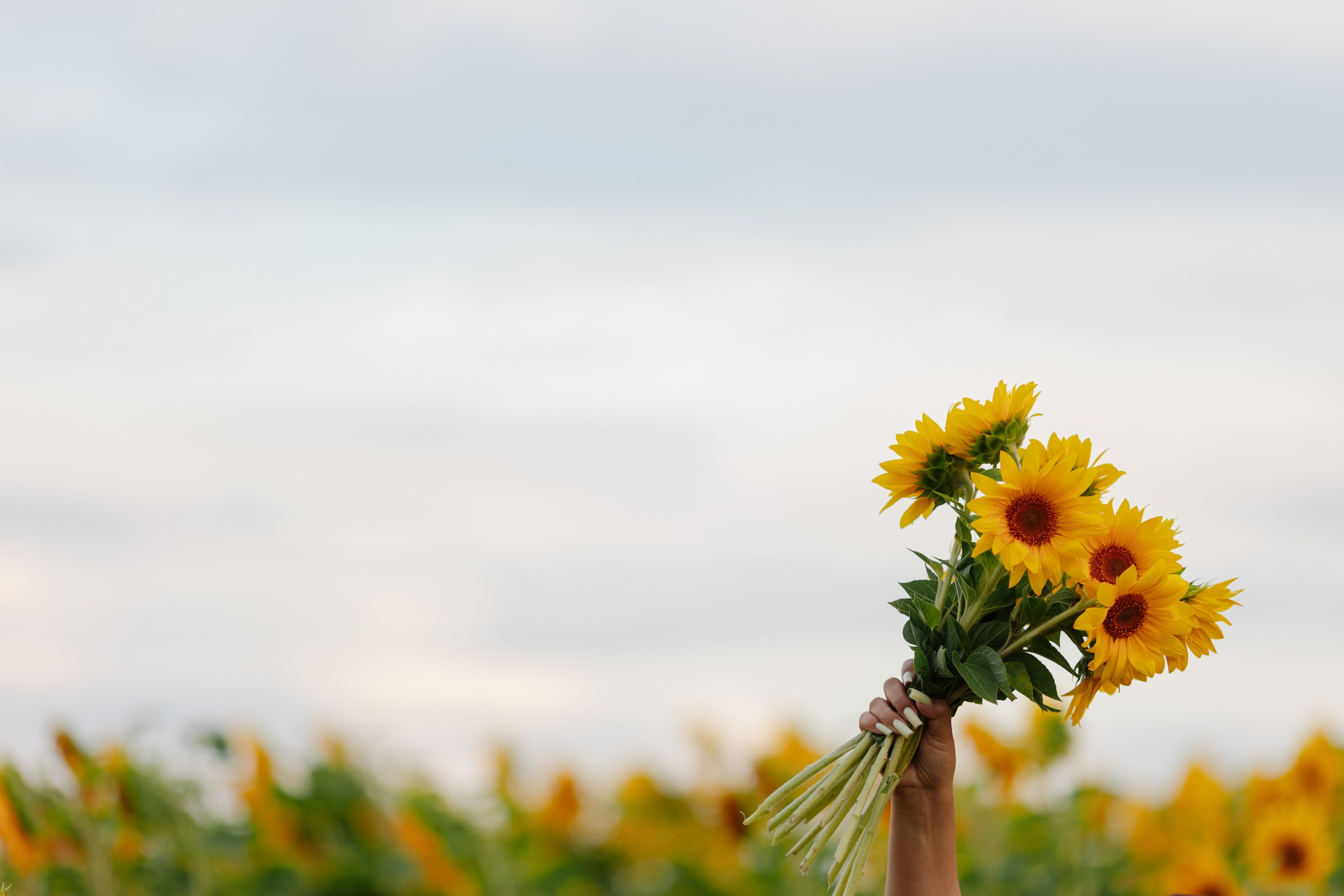 Предсвадебная Подсолнухи. Свадебный и репортажный фотограф г. Чебоксары Евгений Леонидович
