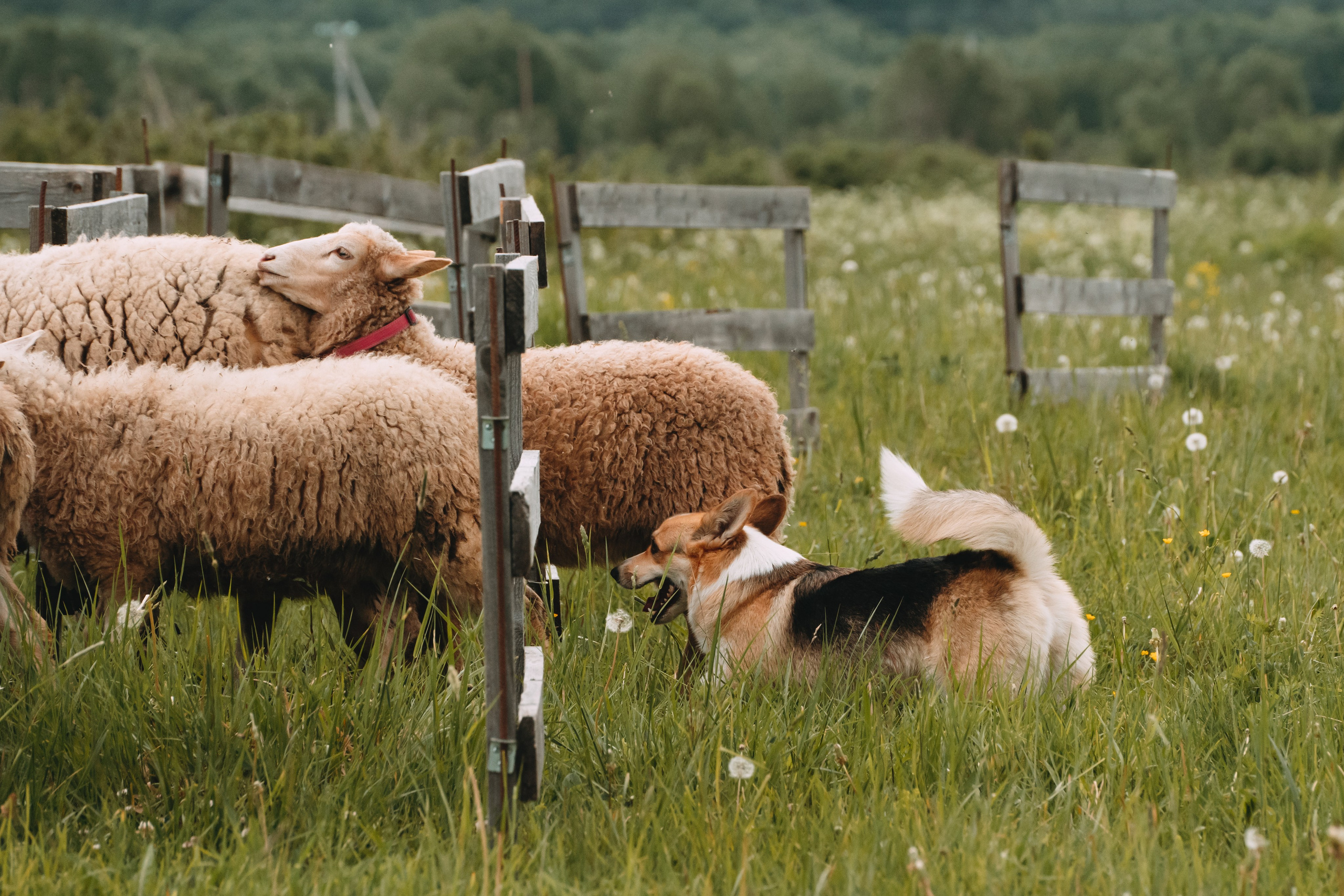 Состязания по пастушьей службе 1-2.06.24, Заостровье. Фотограф-анималист Анастасия Большакова