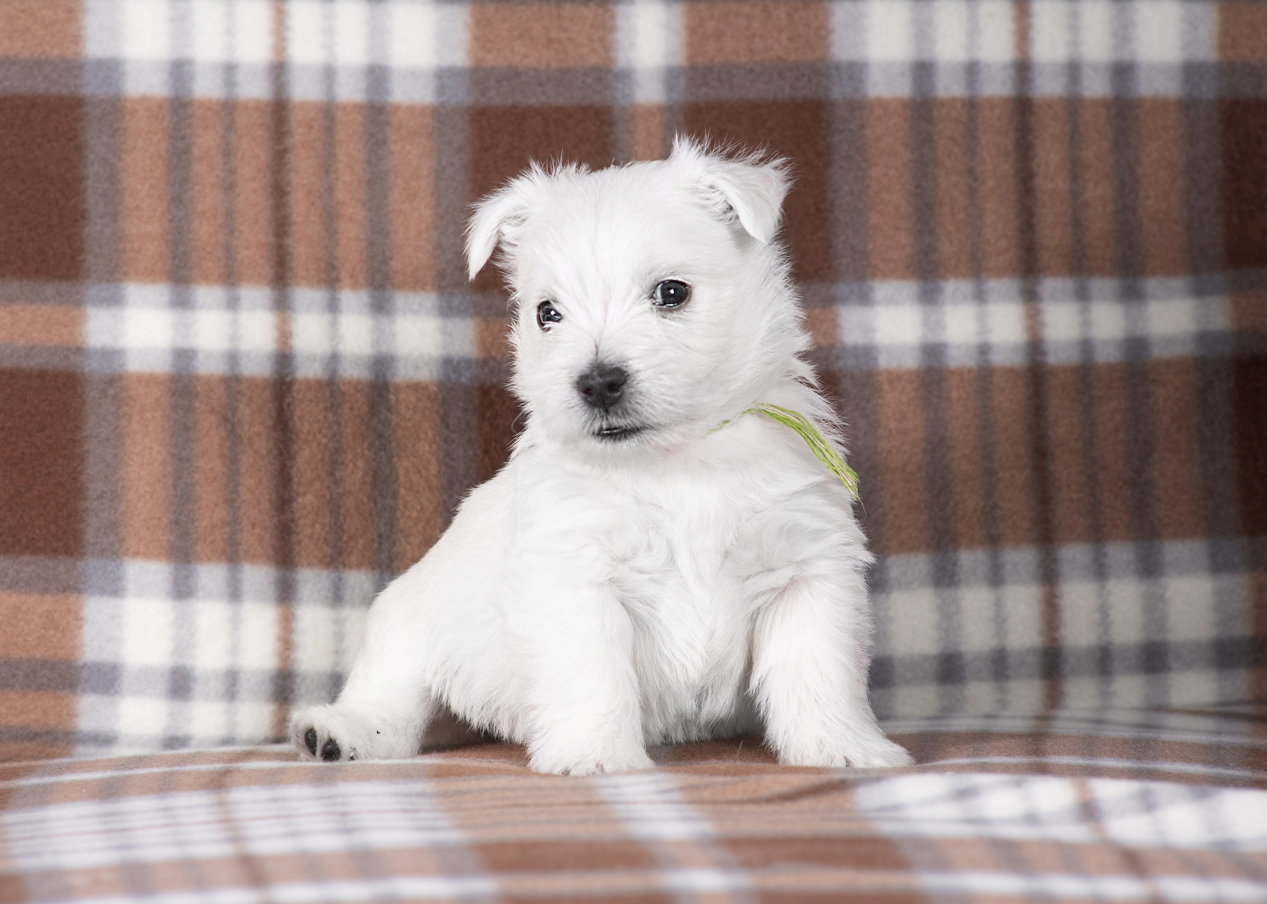 Щенки вест хайленд. Дог-фотограф в Тюмени Александра Королева