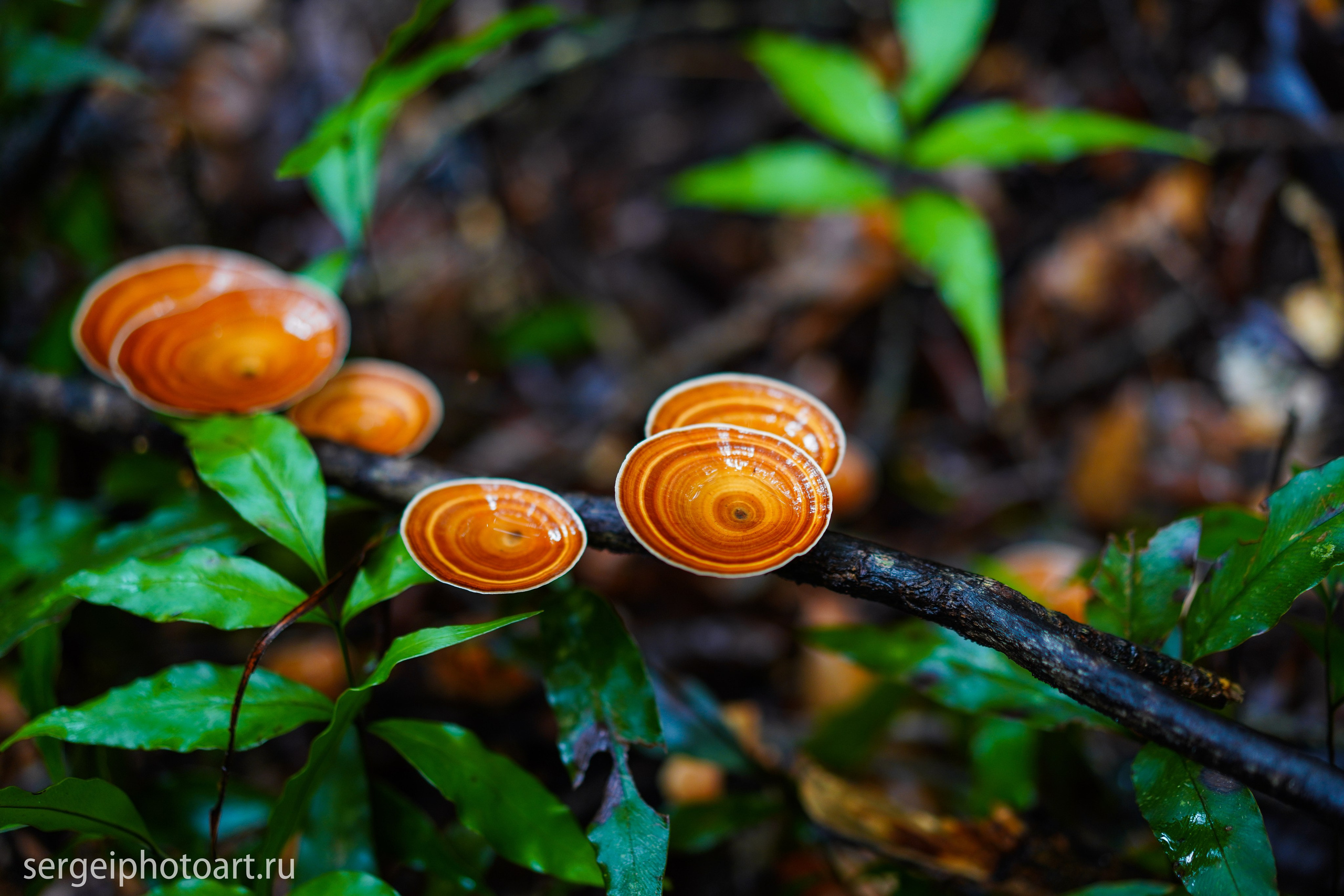 Джип Тур. Фото Тур на военных американских джипах. Фотограф Сергей Кишкель Дананг Нячанг Фукуок