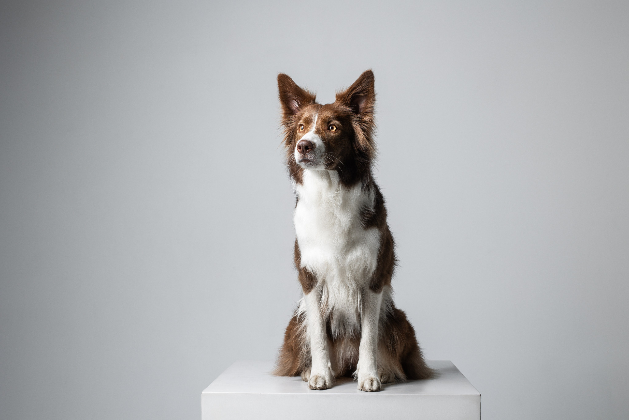 Фотосъемка собак в студии. Фотограф анималист в Москве Майорова Евгения