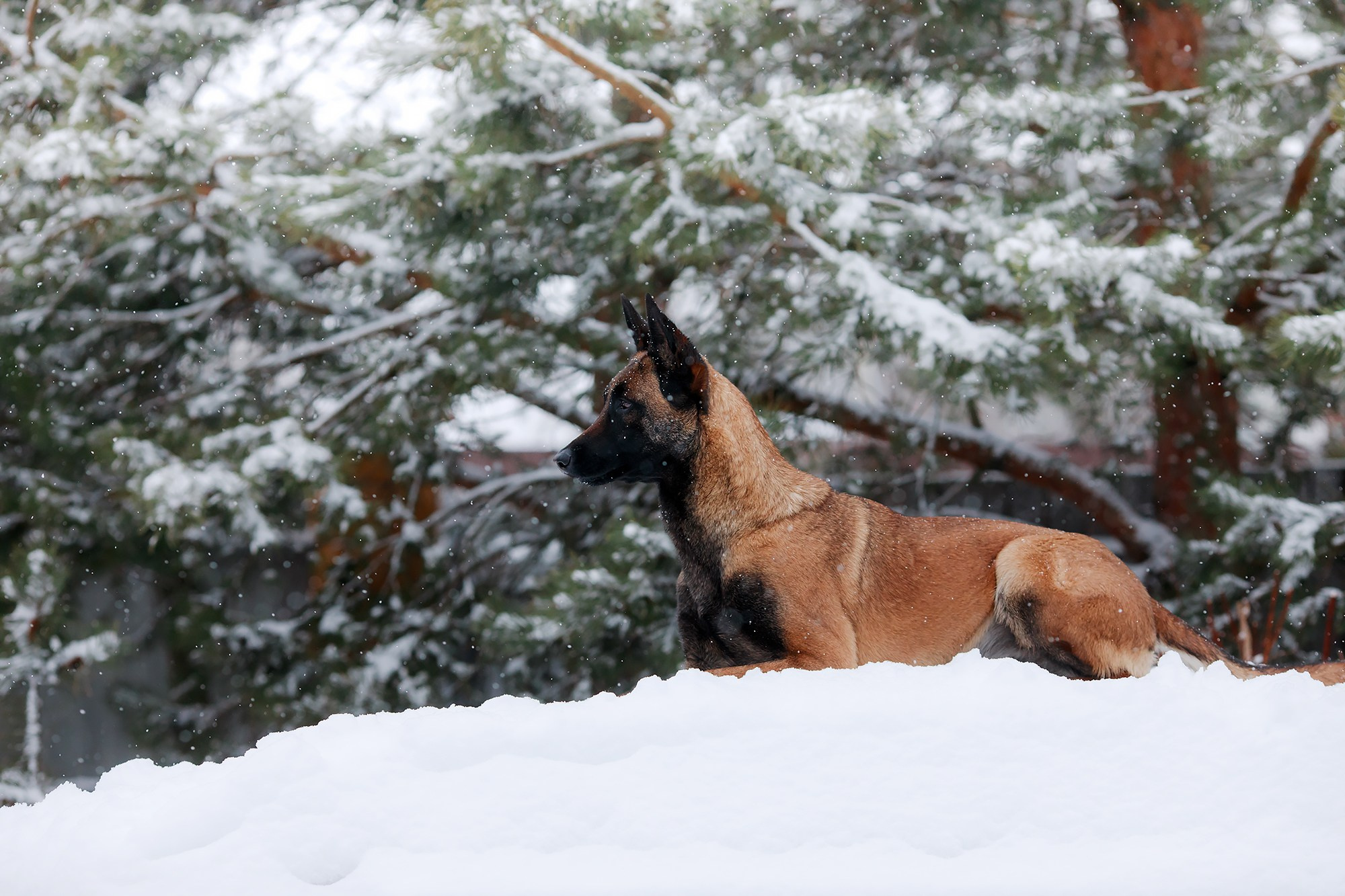 Зимние портреты. Фотограф-анималист Mary Mart — Москва, Питер