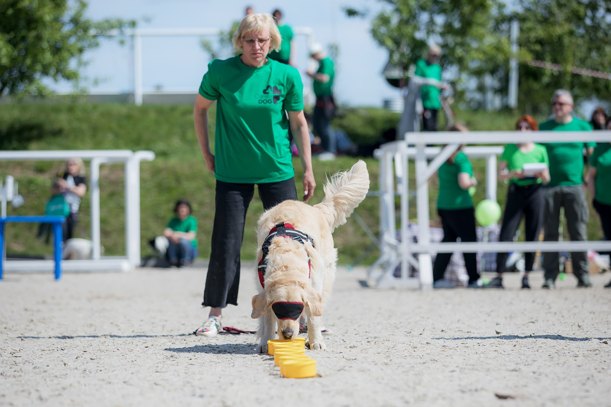 Показательные выступления по NoseWork на выставке «Россия». Фотограф-анималист Mary Mart — Москва, Питер