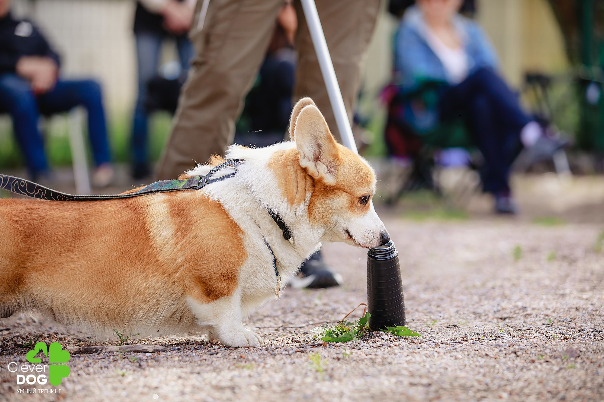 Семинар по поиску запаха с Иваном Ломовым, организатор CleverDog, СПб. Фотограф-анималист Mary Mart — Москва, Питер