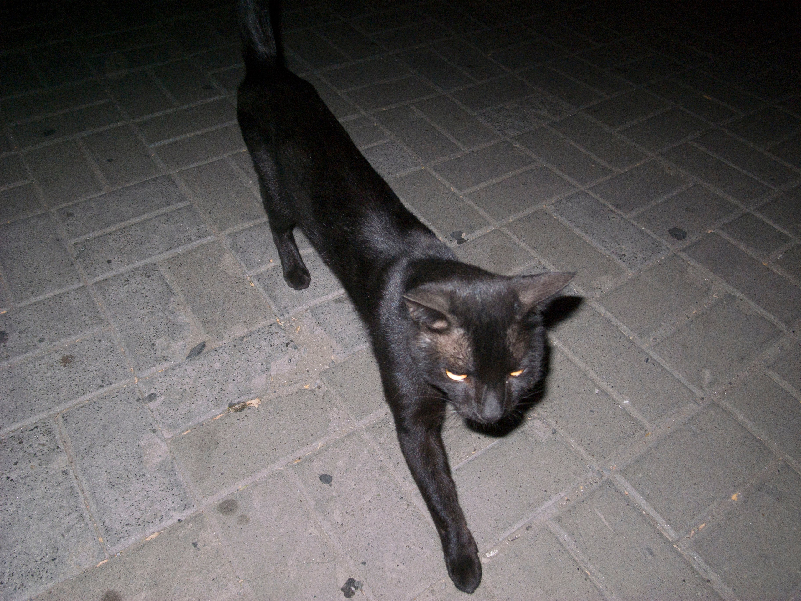 Street. Фотограф, в Ростове-на-дону