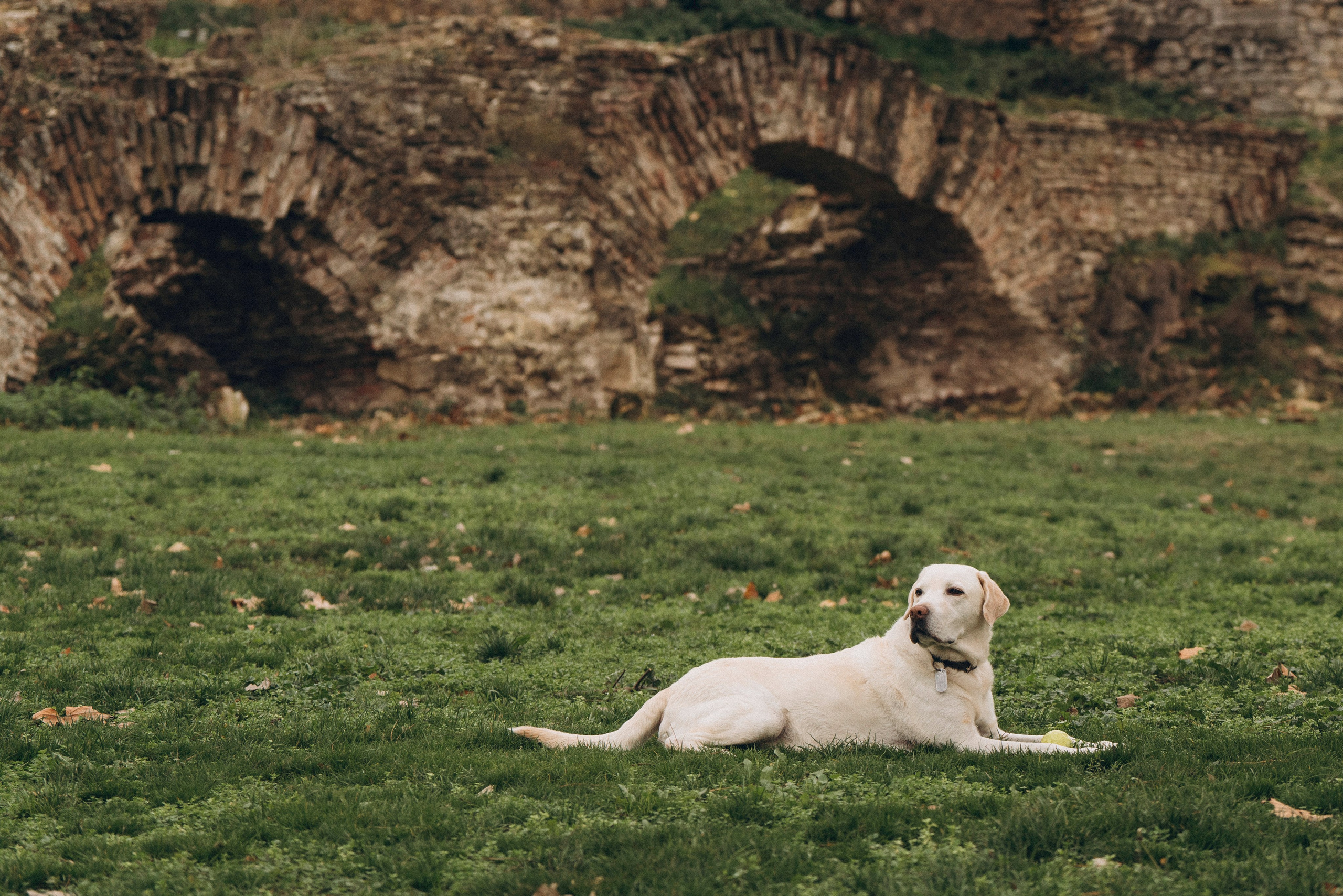Вати, Лена и Леван. Фотограф анималист в Спб недорого Олеся Майорова