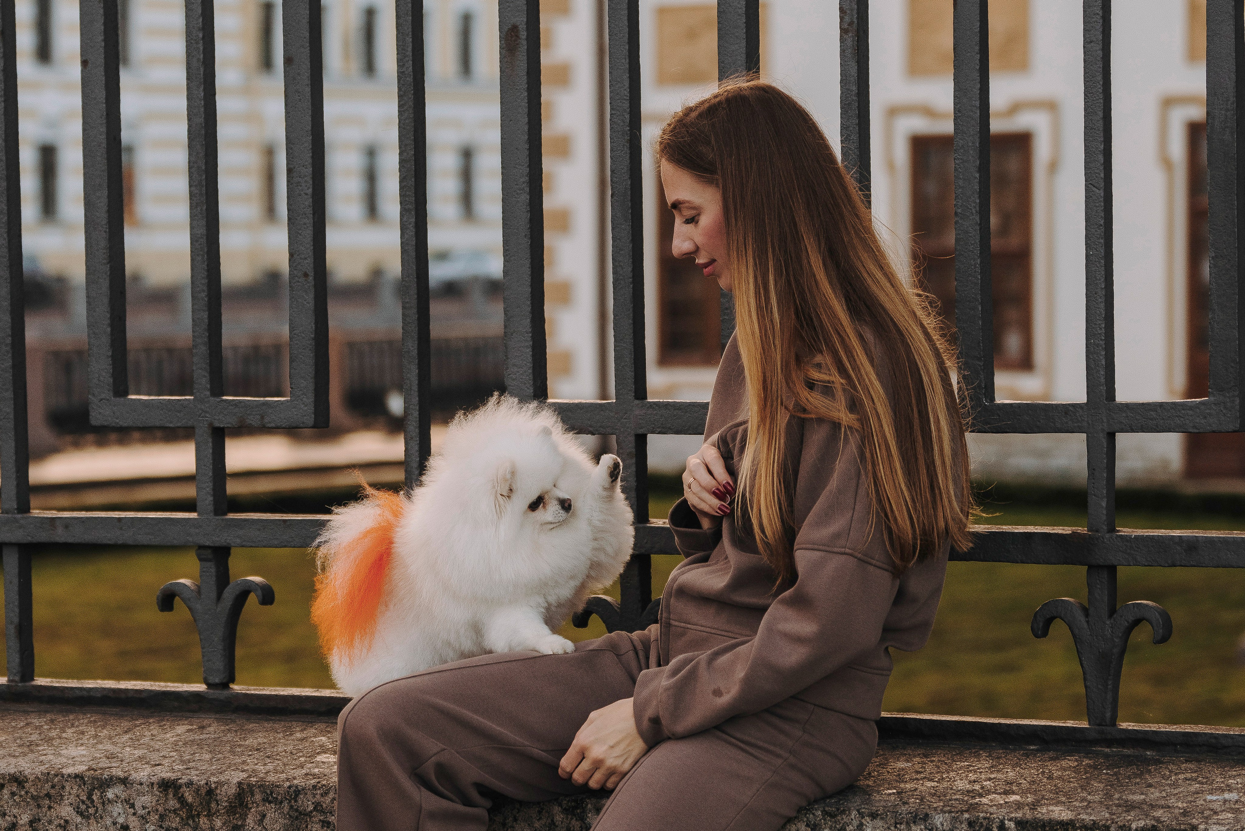 Фотосессия с померанским шпицем. Фотограф анималист в Спб недорого Олеся Майорова