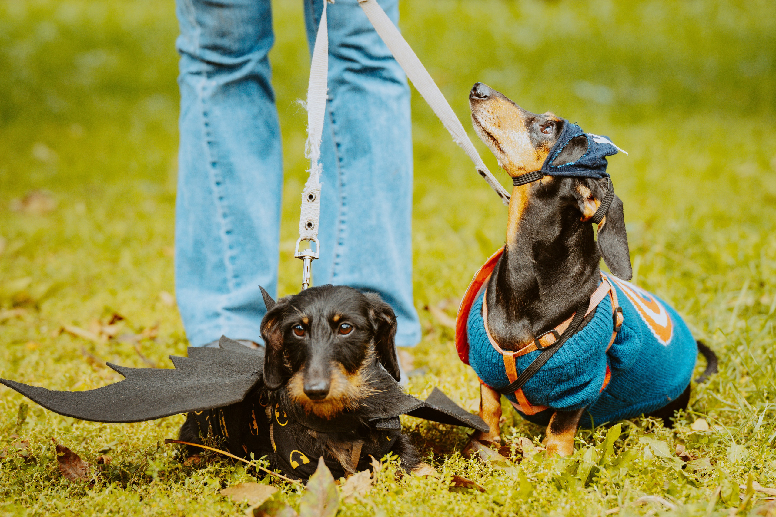 Такспарад. Фотограф анималист в Спб недорого Олеся Майорова