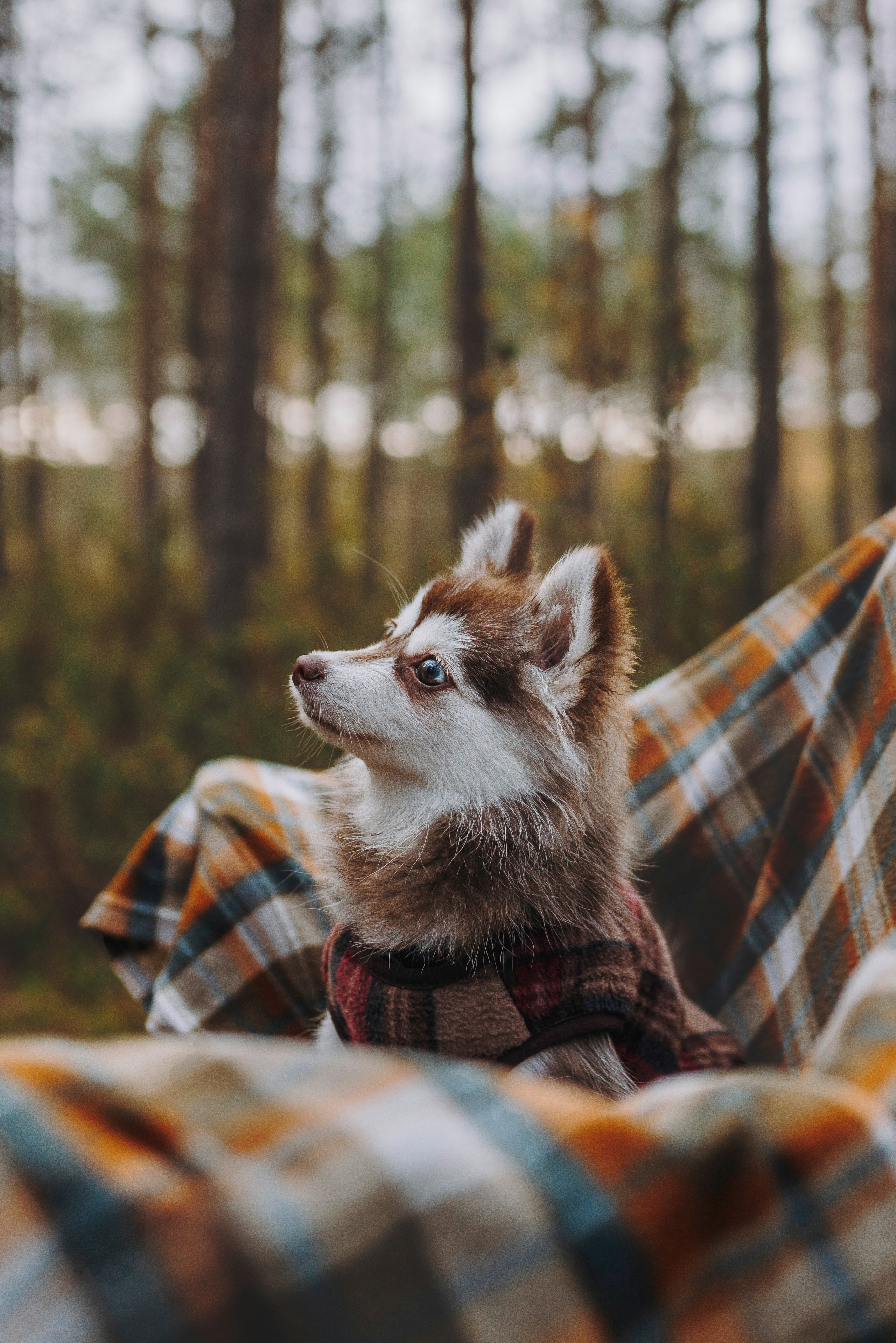 Катерина и Дрэка. Фотограф анималист в Спб недорого Олеся Майорова
