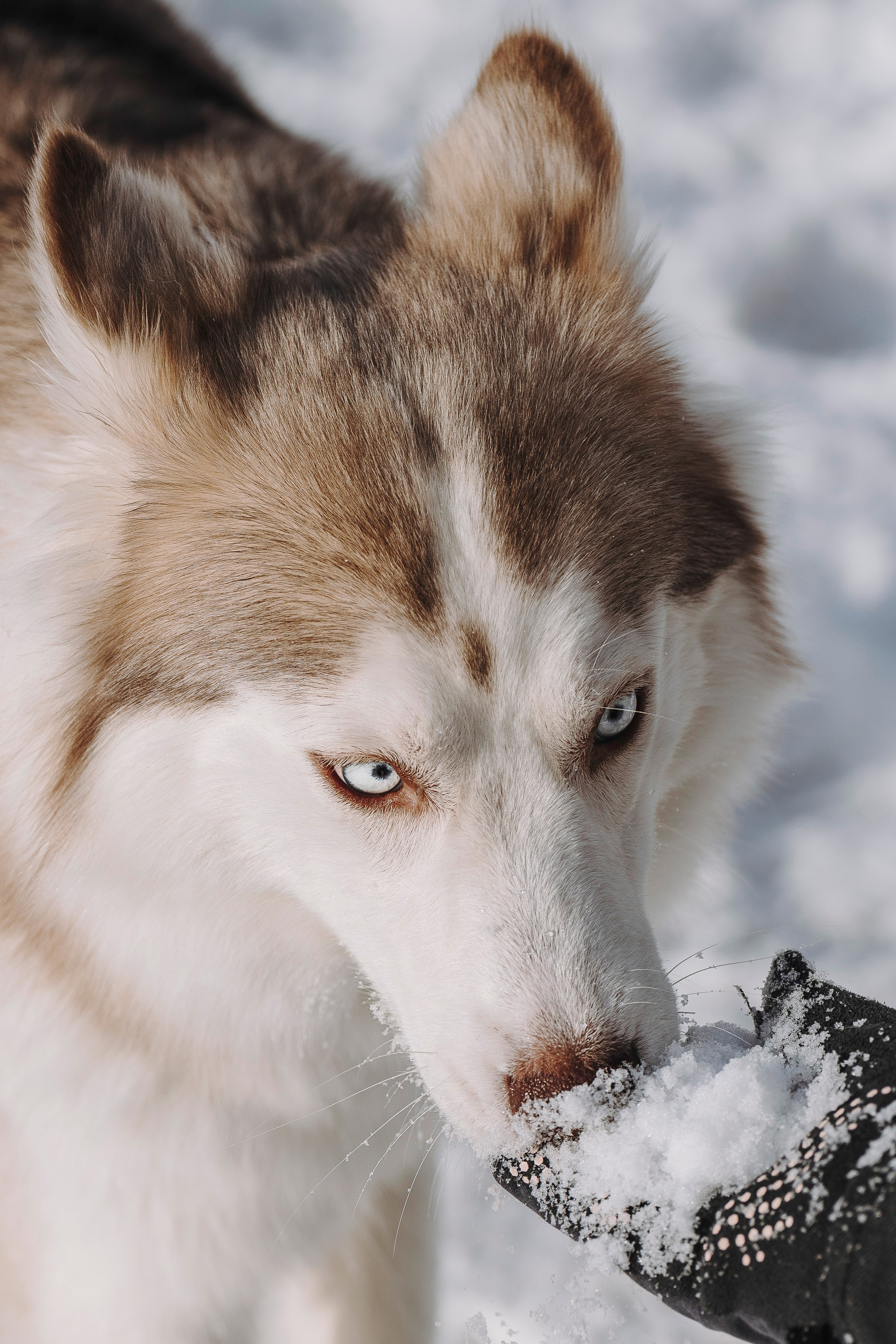 Мария и Амелия. Фотограф анималист в Спб недорого Олеся Майорова
