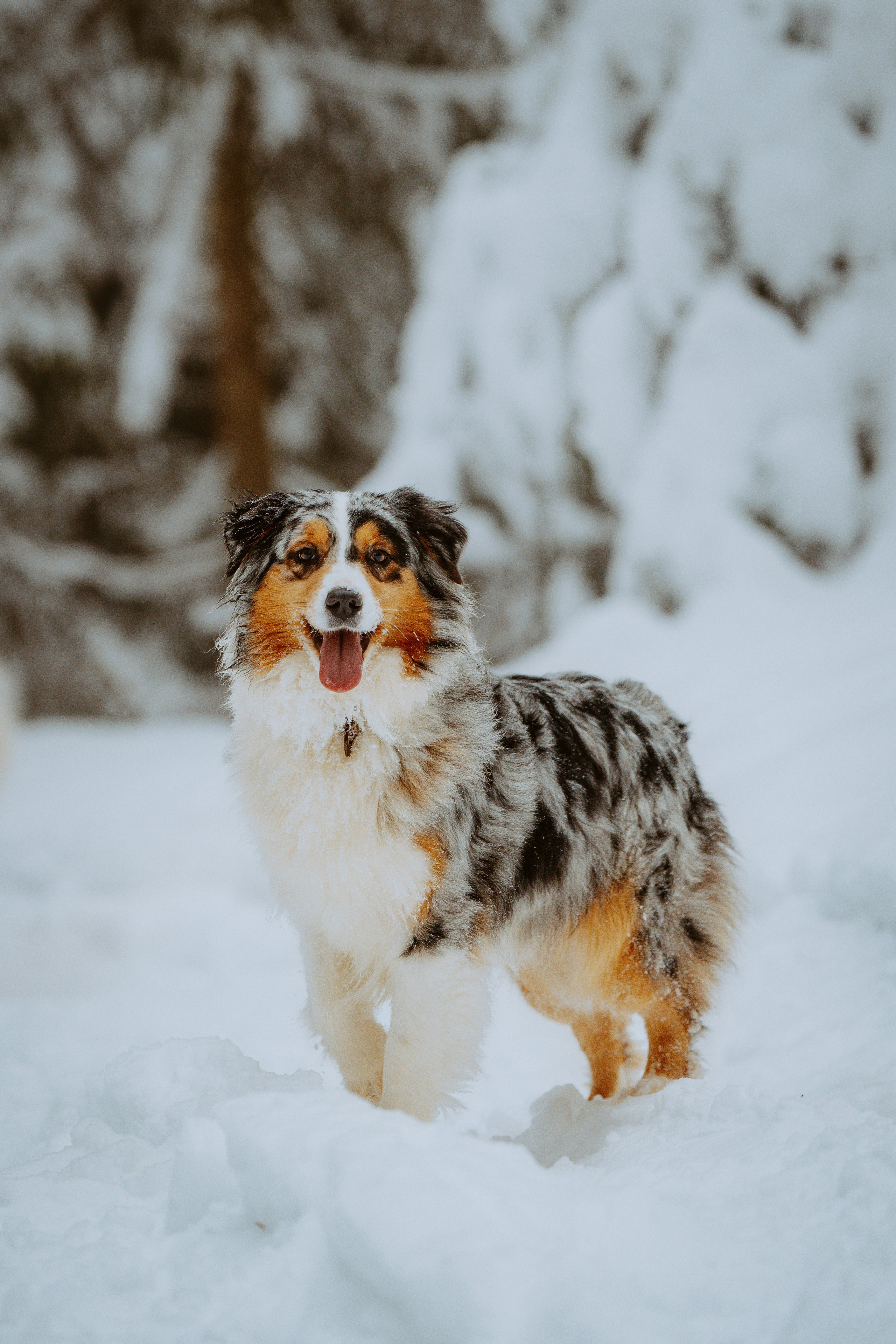 Дог трекинг. Фотограф анималист в Спб недорого Олеся Майорова