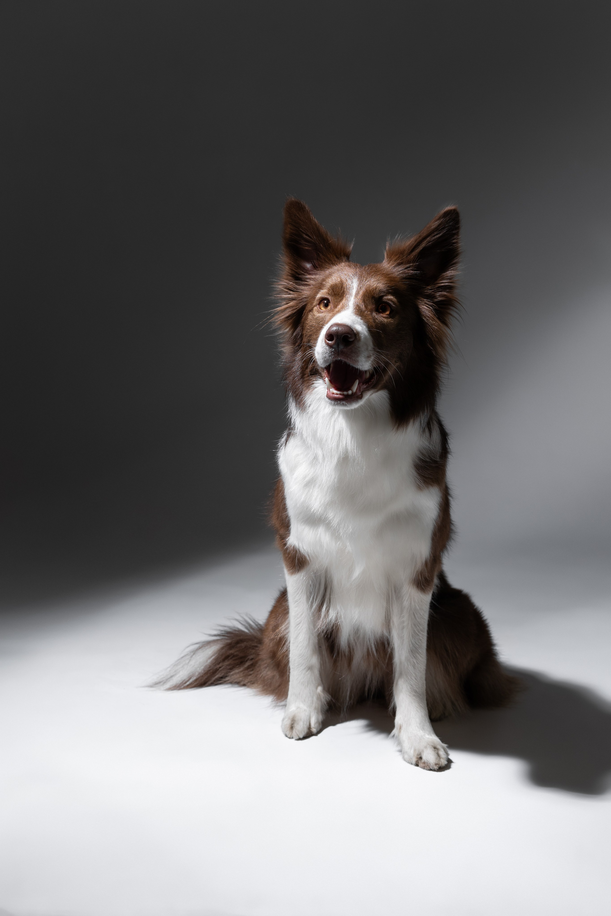 Беатрисс и бордер Вивьен в студии. Фотограф анималист в Москве Майорова Евгения