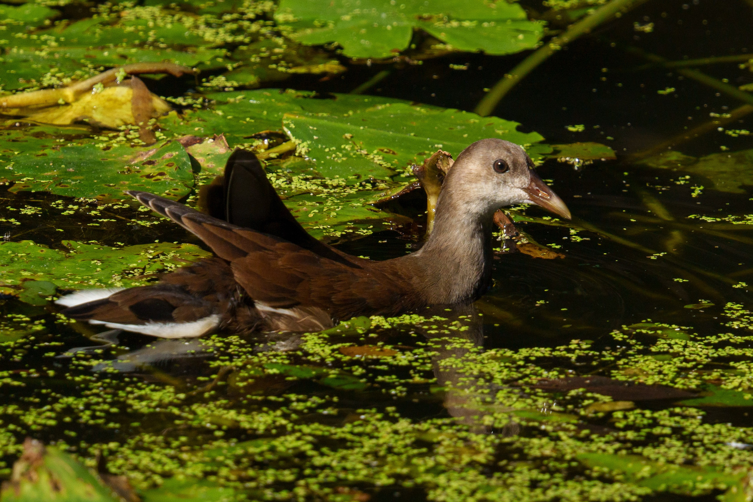 Удивительные мир птиц. Вокруг нас столько прекрасного — присмотритесь!. Ваш личный фотограф Марина Волкова