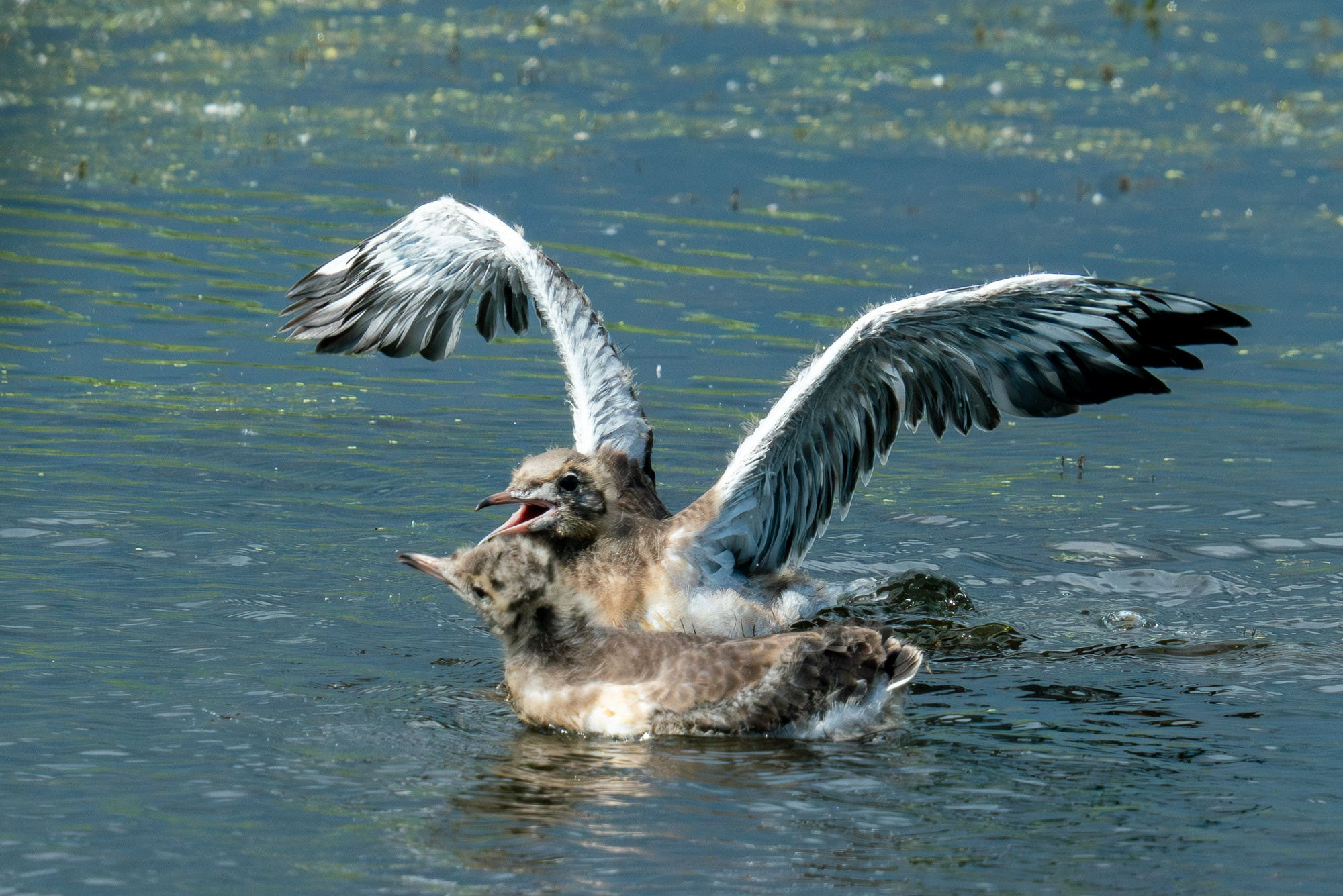 Удивительные мир птиц. Вокруг нас столько прекрасного — присмотритесь!. Ваш личный фотограф Марина Волкова