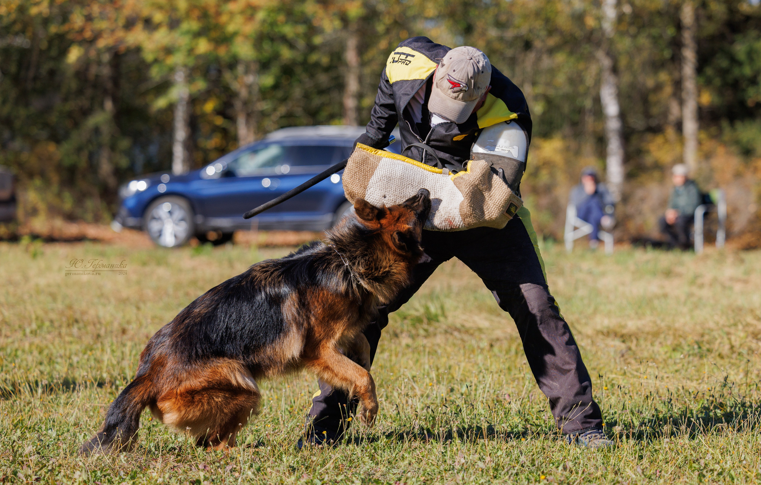 Тверь немецкие овчарки 22.09.2024. Фотограф-анималист Юлия Германика