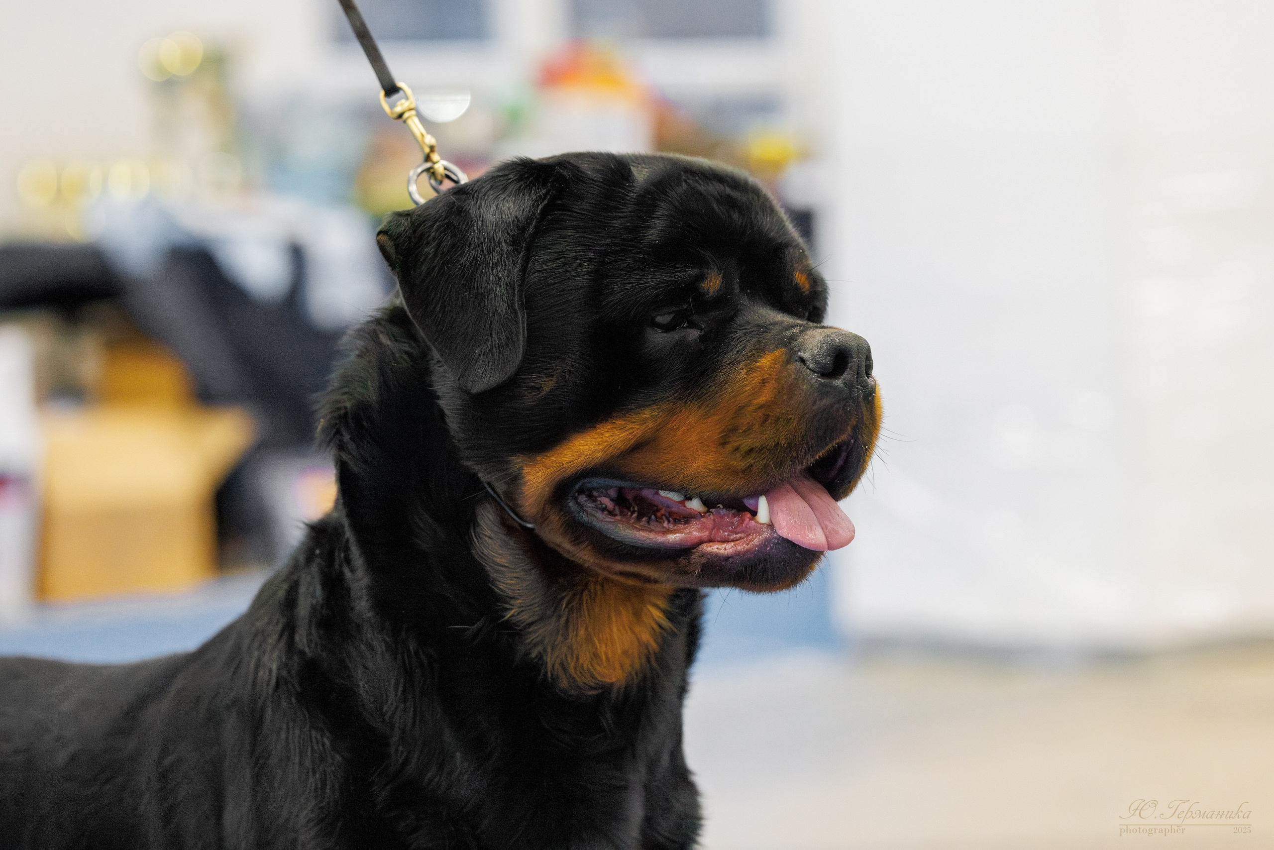 Питер ротвейлеры 18.01,Крокус 19.01.2025. Фотограф-анималист Юлия Германика